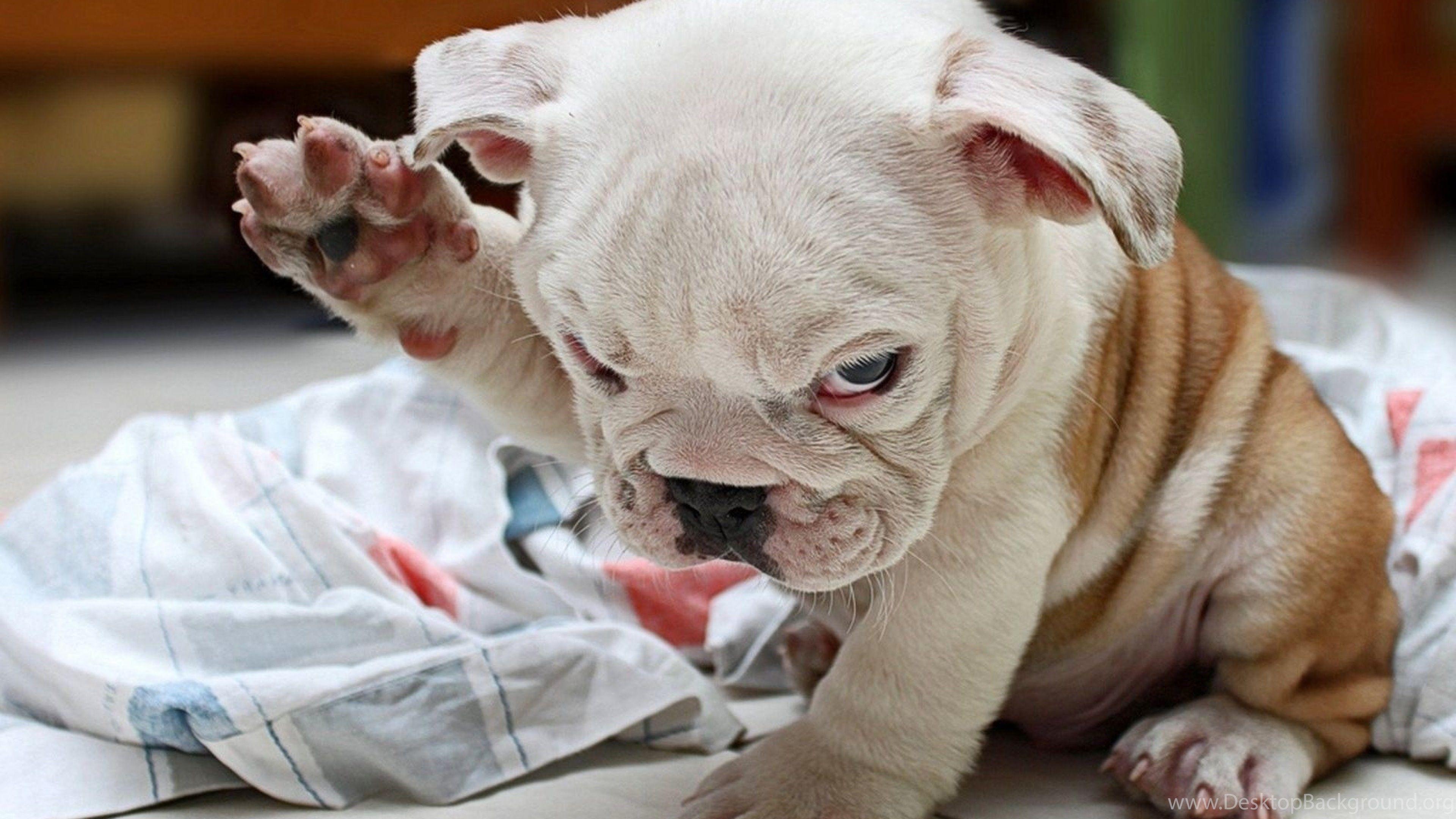 3840x2160 Download Wallpaper 3840x2160 Puppy, Fold, Bulldog, Cute, Dog 4K