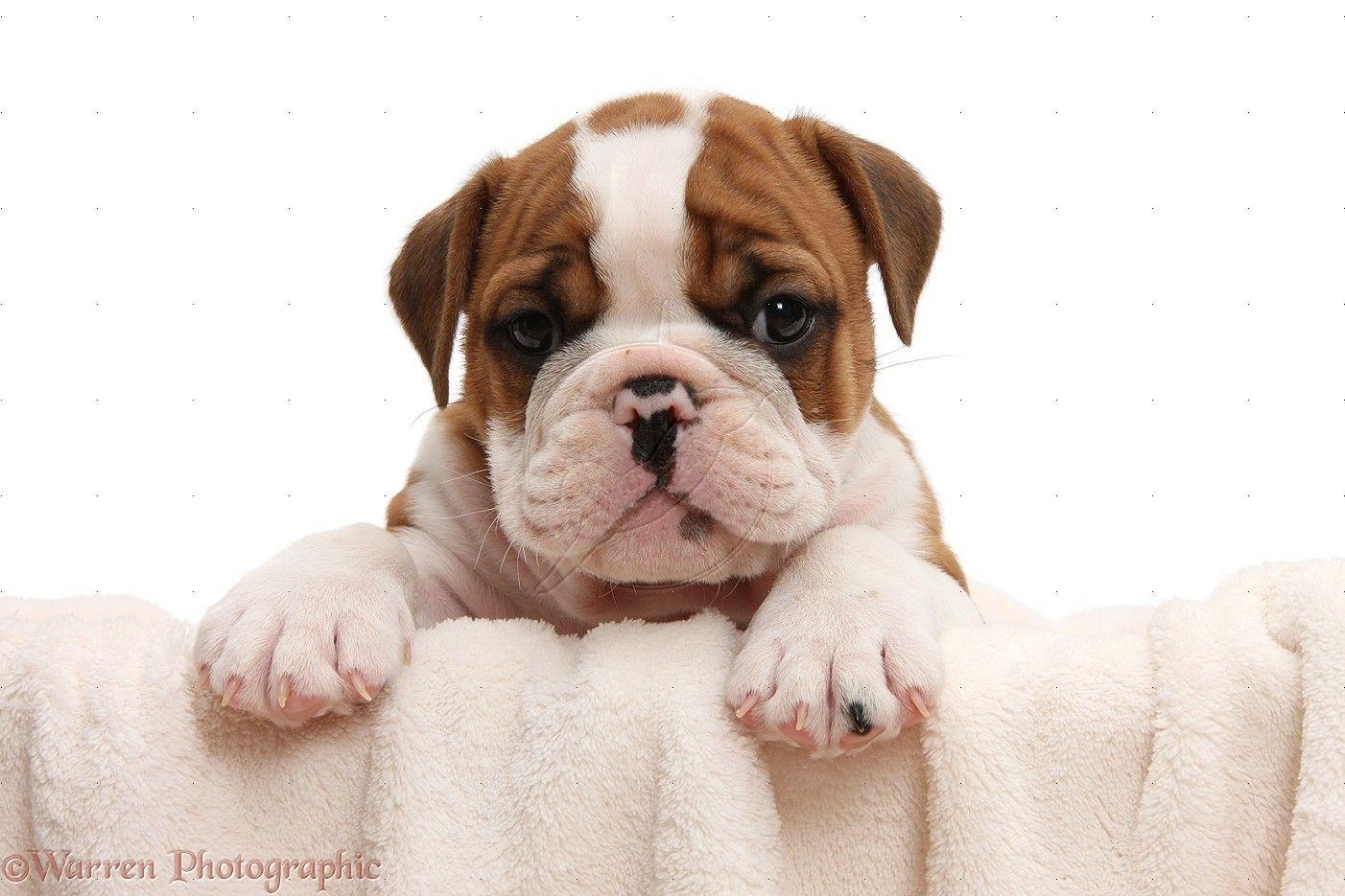 1402x935 Cute Bulldog Puppy