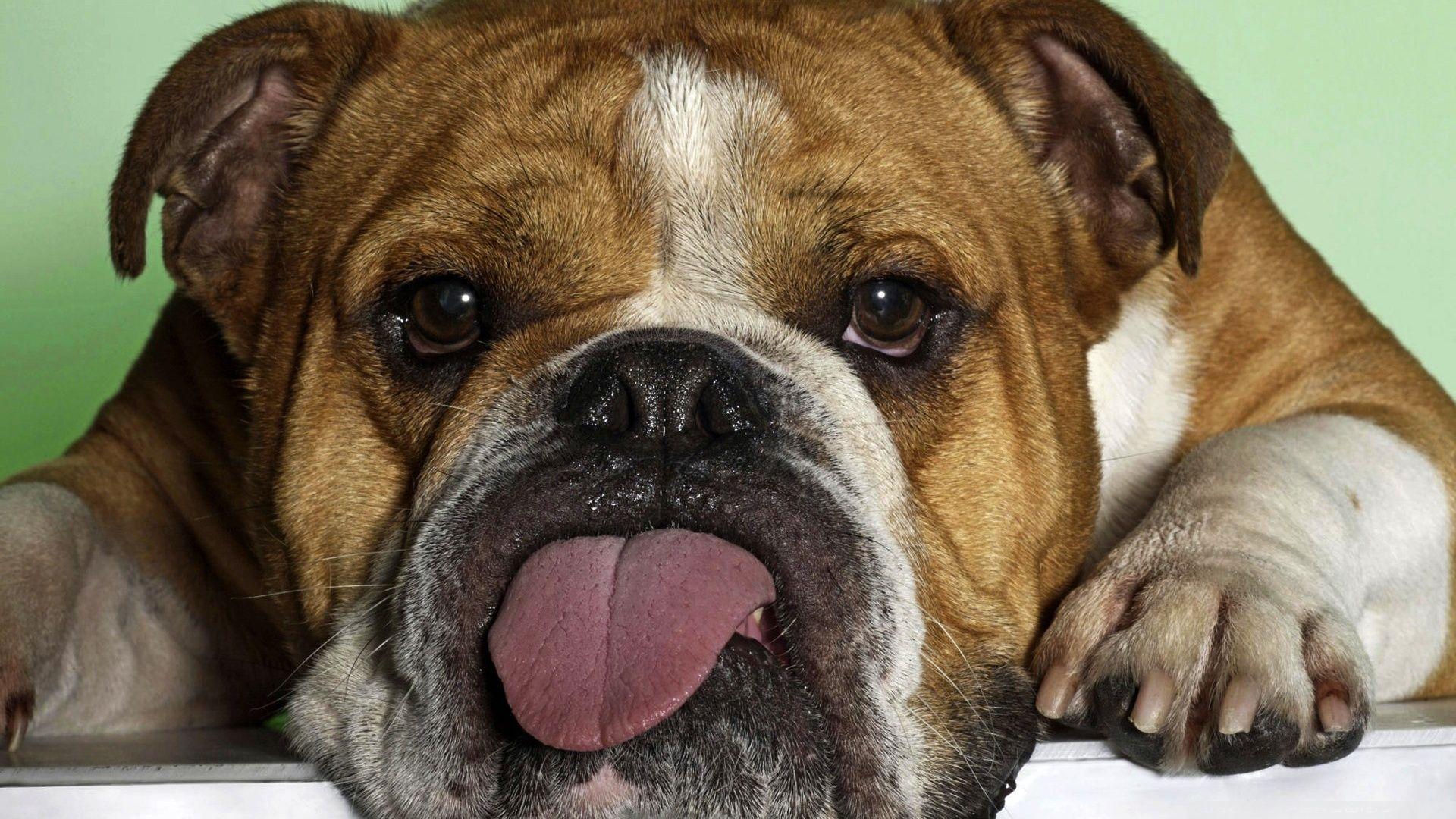 1920x1080 Bulldog wallpaperx1080