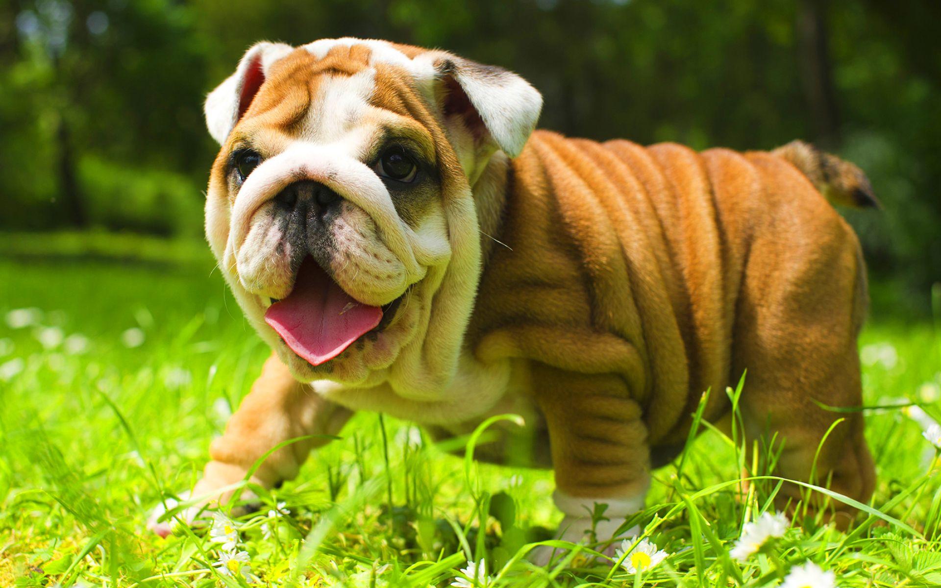1920x1200 Download wallpaper English Bulldog, lawn, cute animals, green