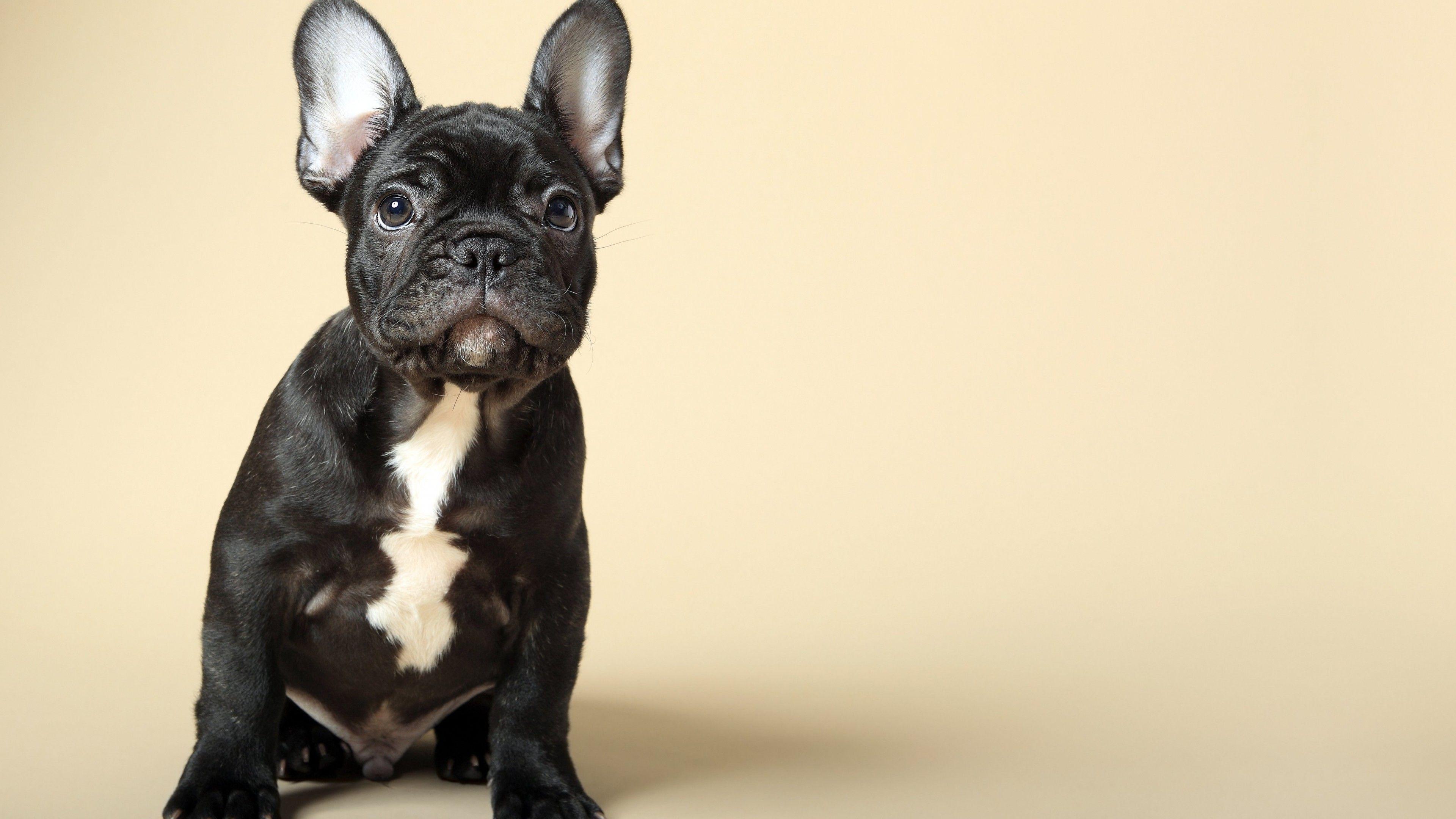 3840x2160 Wallpaper French Bulldog, puppy, cute animals, 4k, Animals