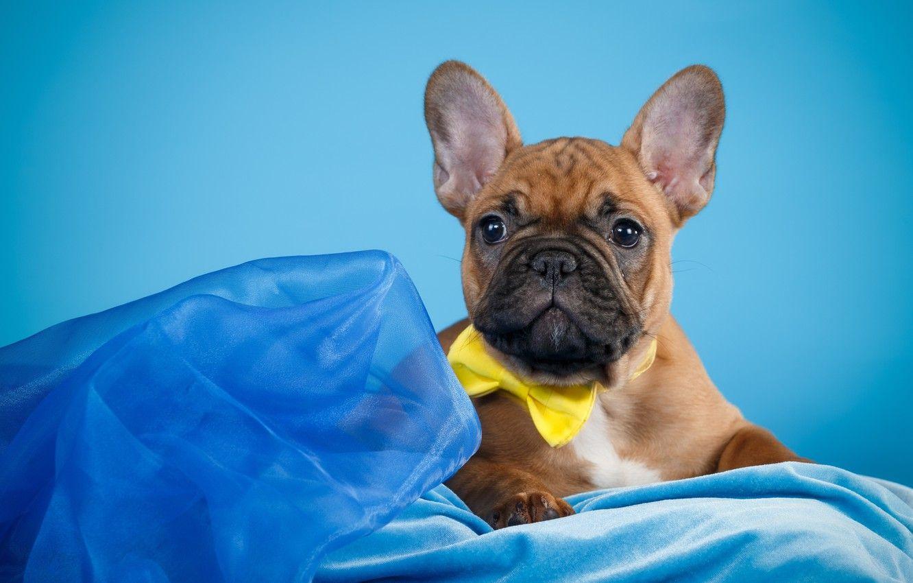 1332x850 Wallpaper butterfly, cute, puppy, French bulldog image