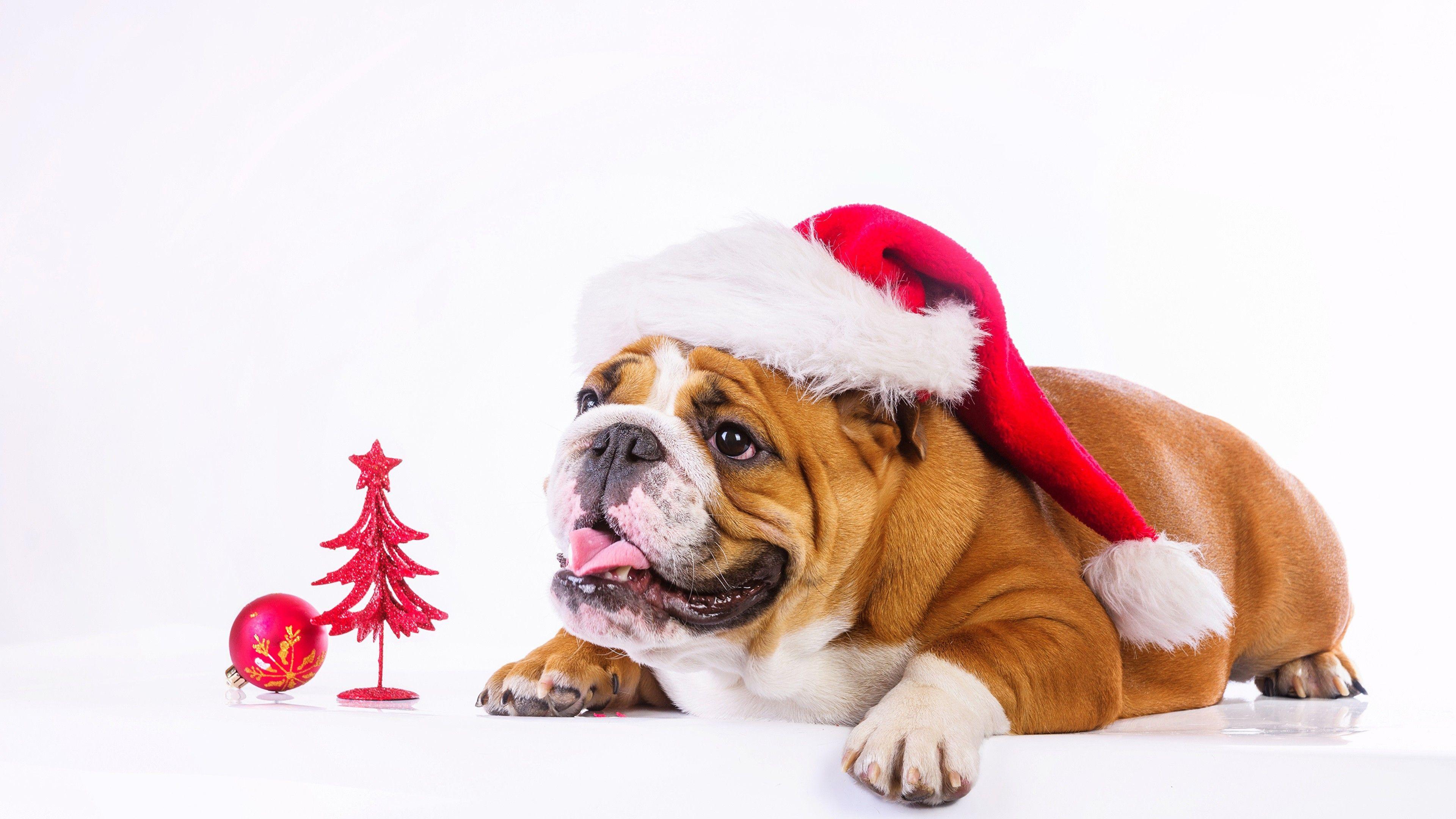 3840x2160 Wallpaper Christmas, New Year, dog, cute animals, 4k, Holidays