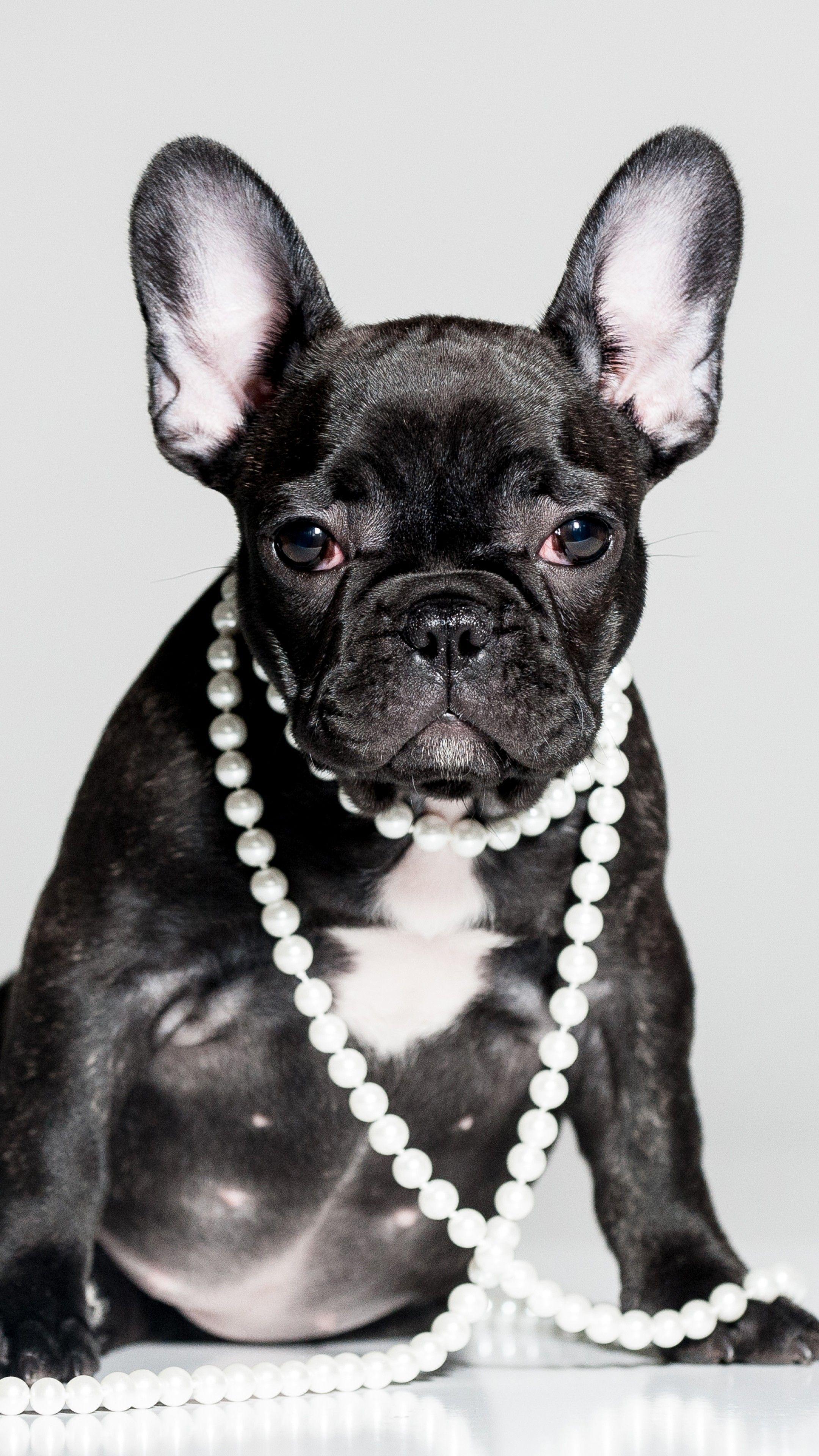 2160x3840 Wallpaper French Bulldog, puppy, cute animals, 5k, Animals