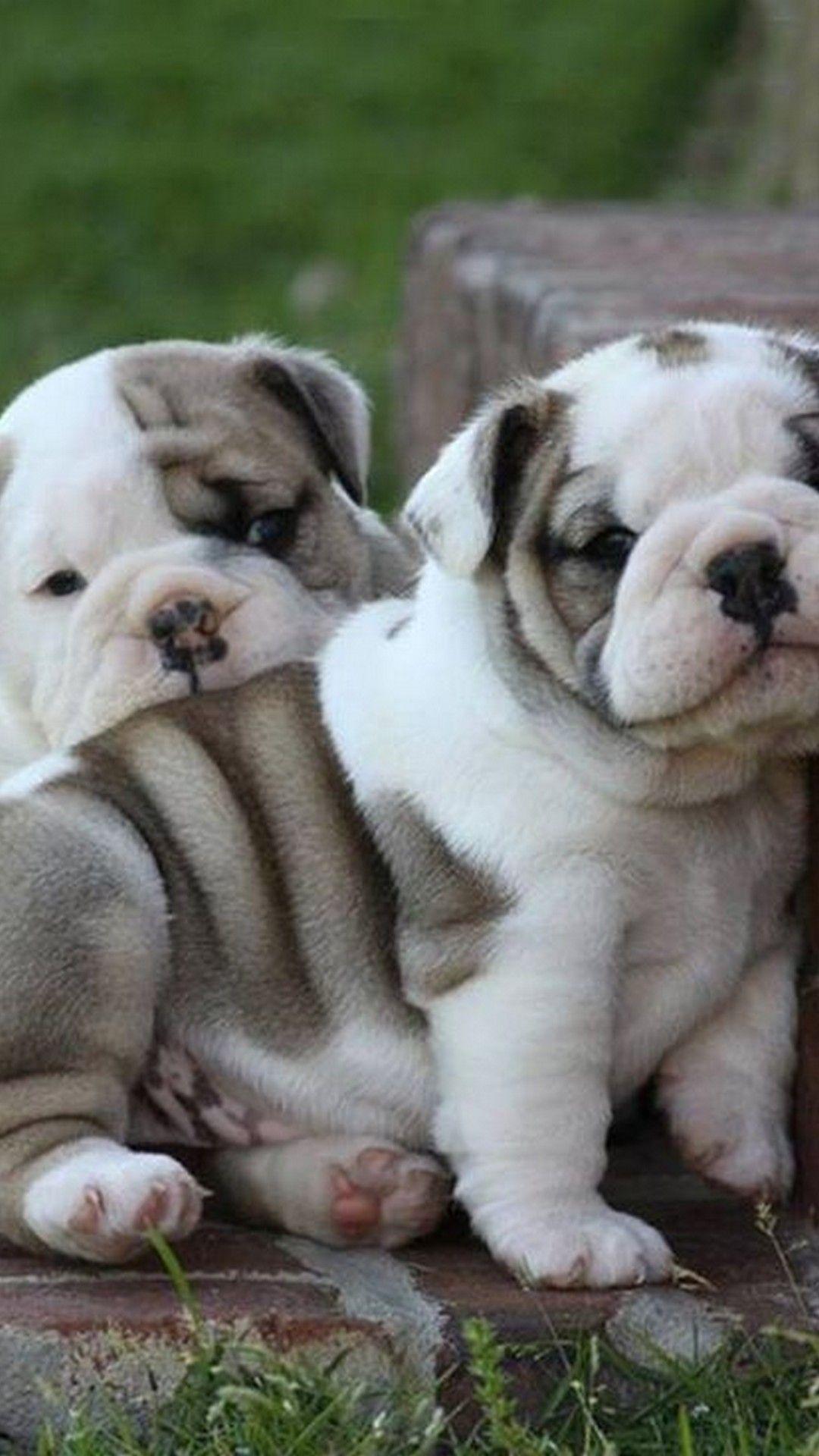 Cute Bulldog Wallpapers - Top Free Cute Bulldog Backgrounds ...