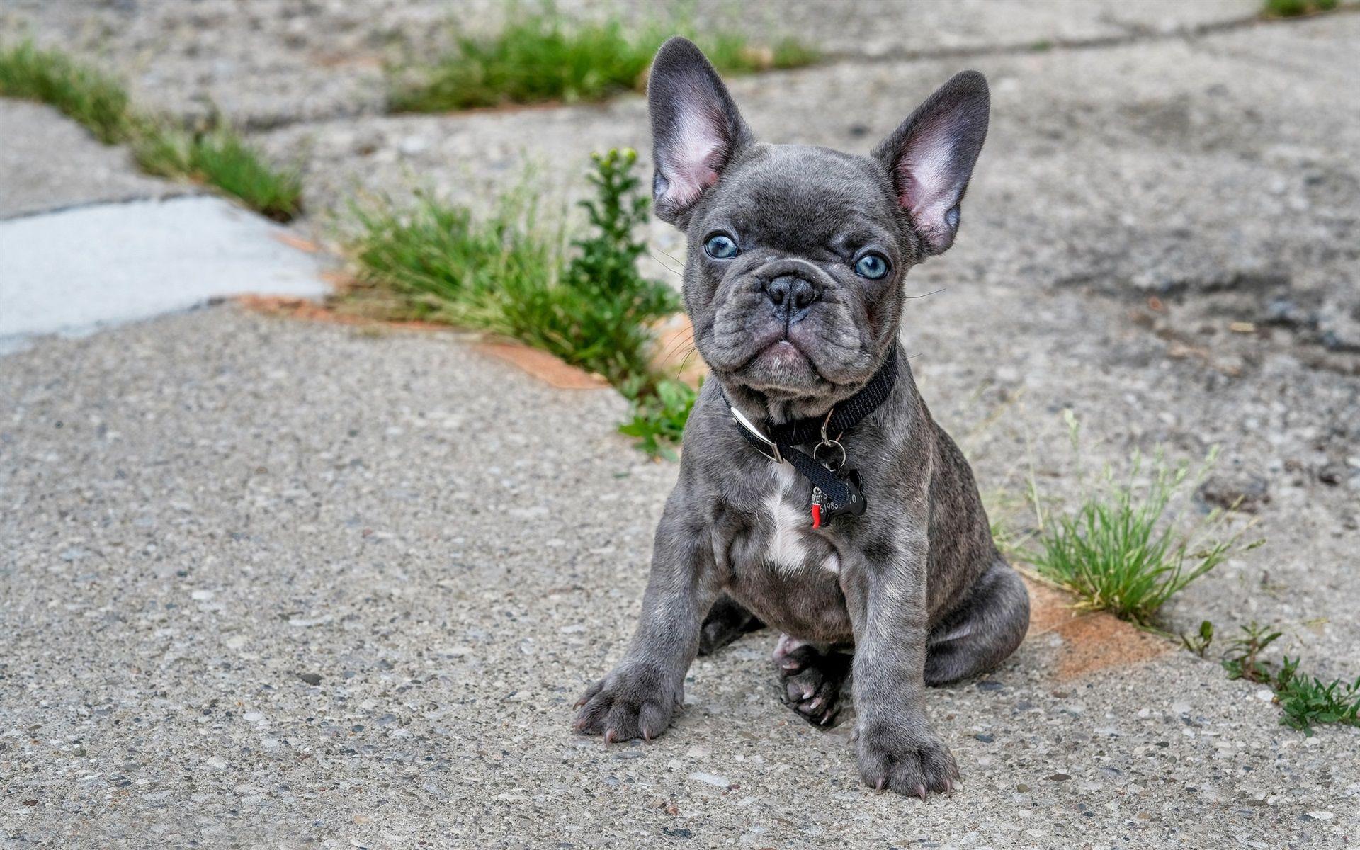 1920x1200 French Bulldog, Cute Gray Puppy 750x1334 IPhone 8 7 6 6S Wallpaper