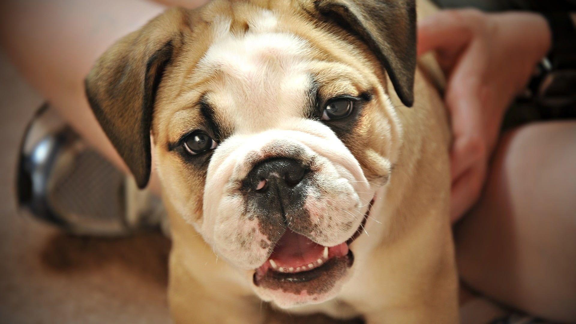 1920x1080 English Bulldog Cute Face