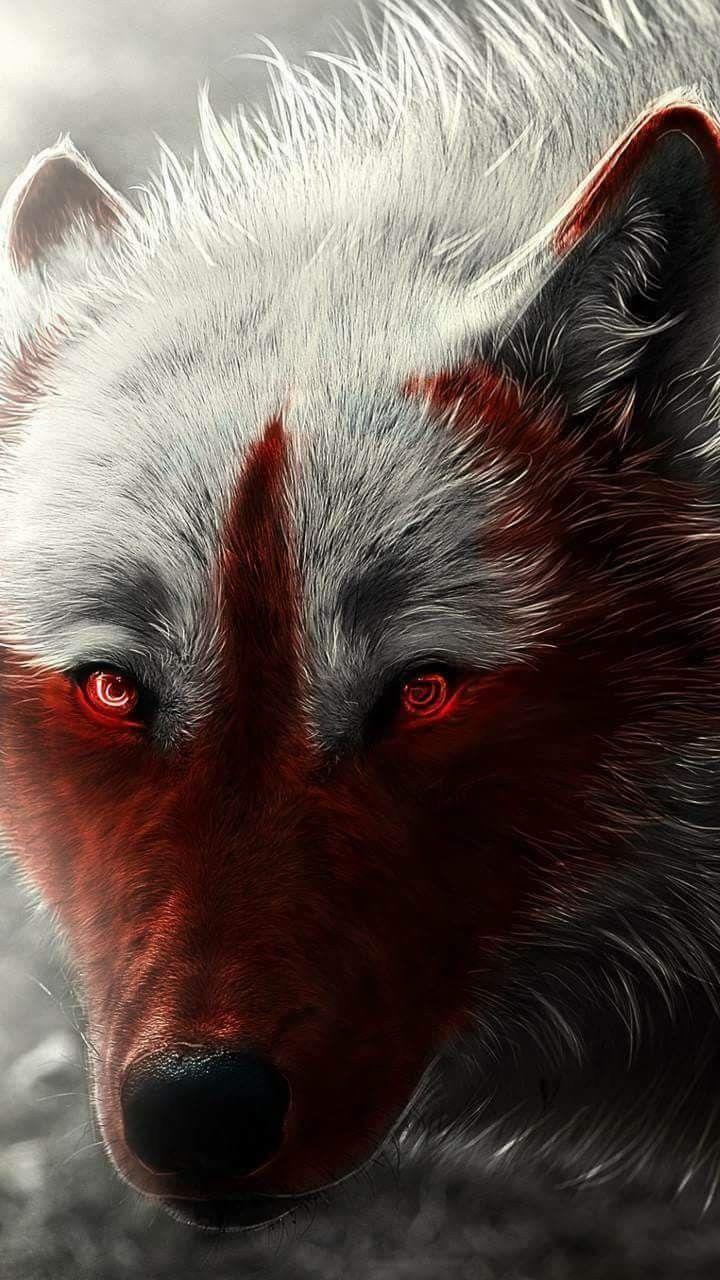 720x1280 Wolf. Lupo rosso, Lupo, Lupi rossi