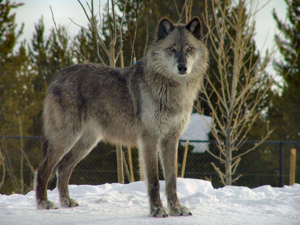 1024x768 Gray Wolf's Adaptations By: Edwin A. Villa Ramirez