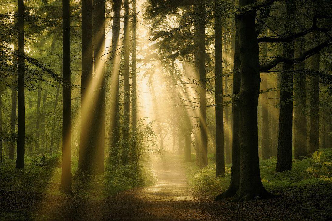 1095x730 Lorien. Forest