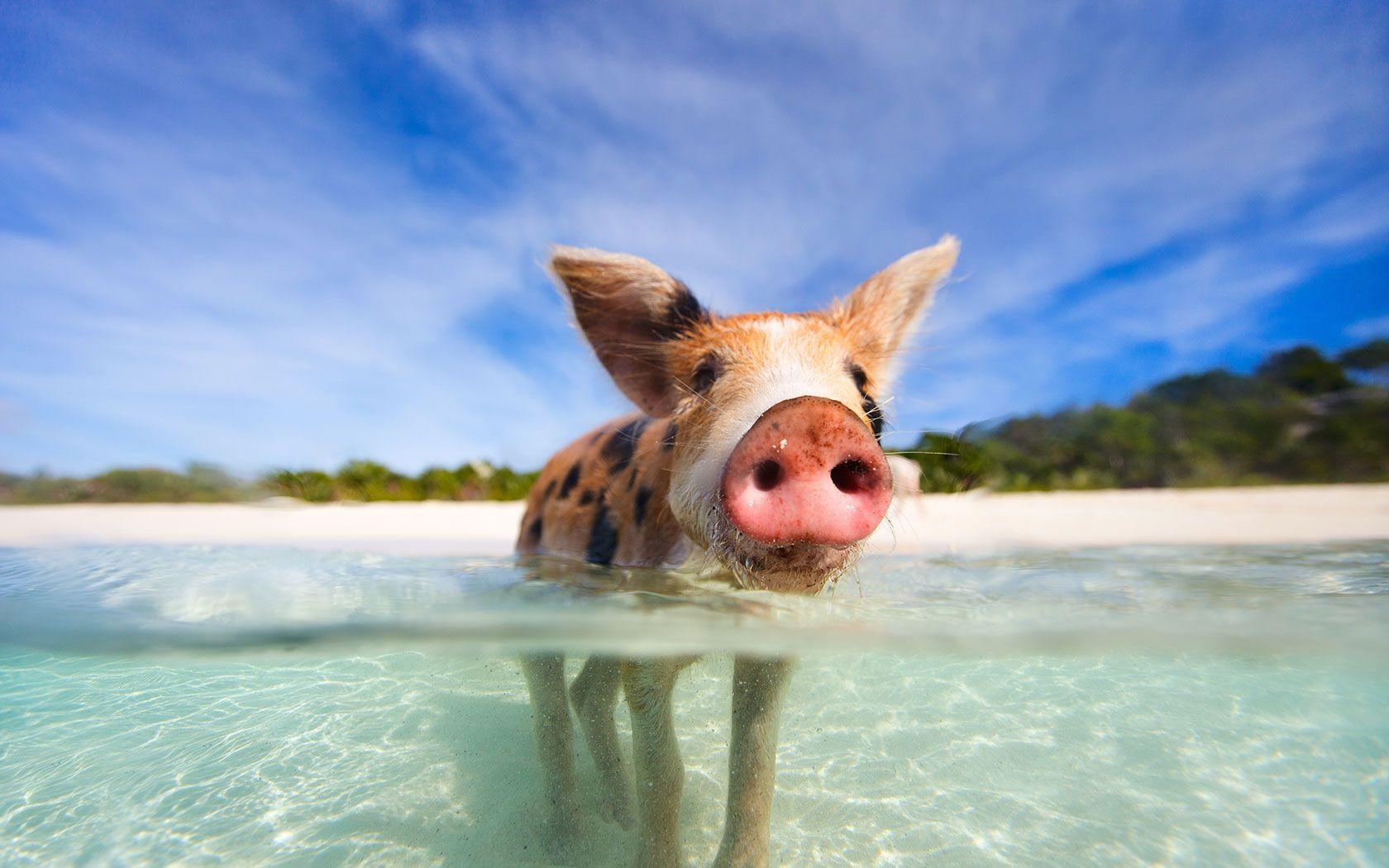 1680x1050 Pig Beach In The Bahamas [1680 × 1050]