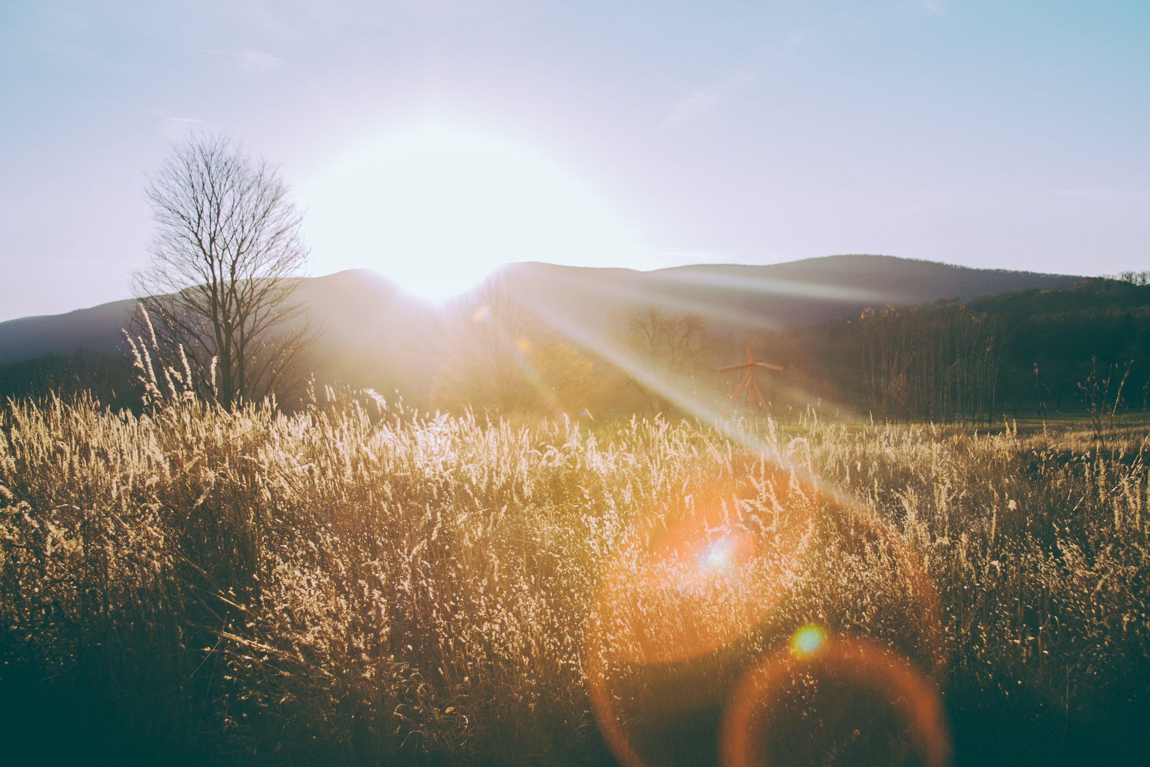 3840x2560 Wallpaper / tree field grass and sunray HD 4k wallpaper