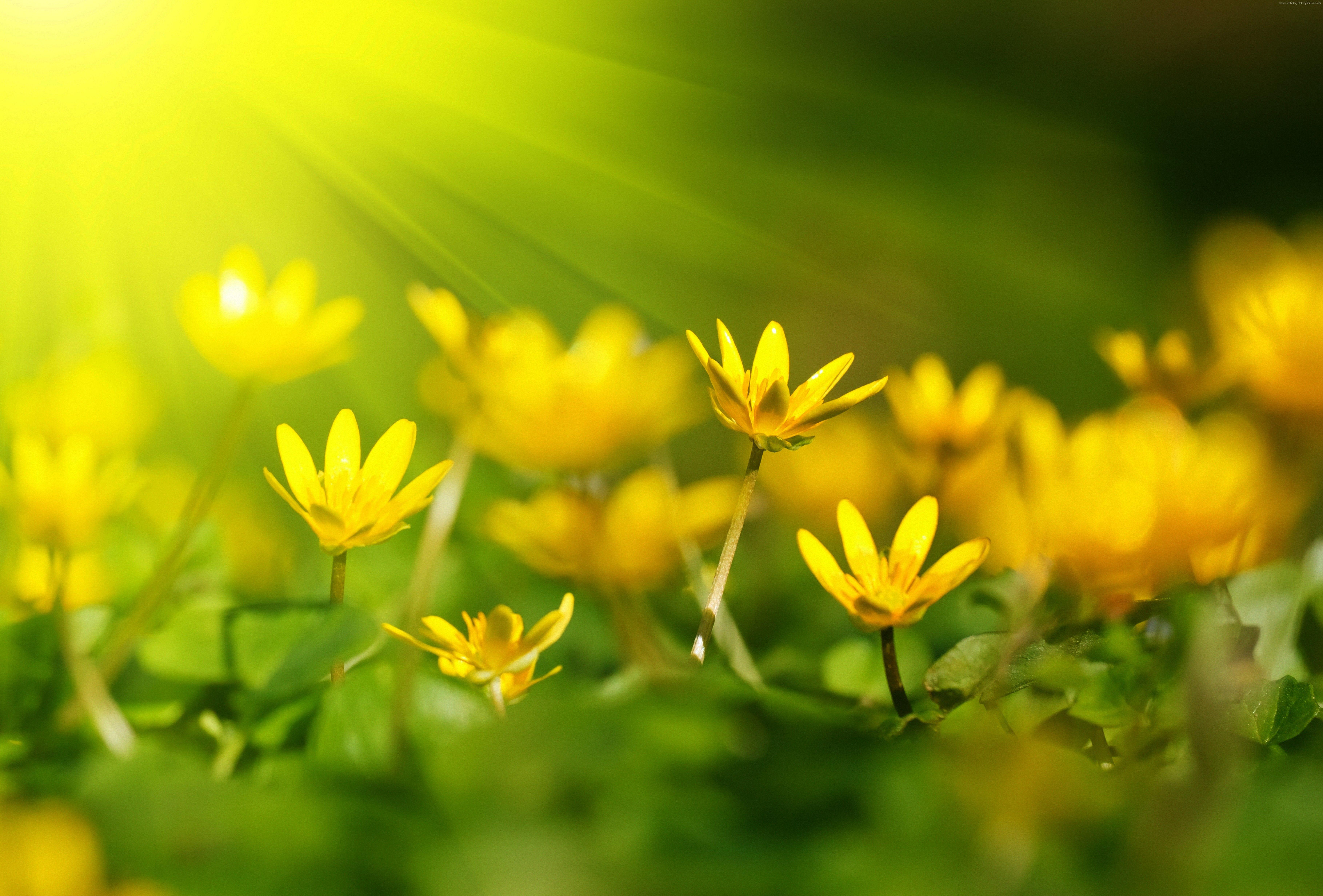 7276x4930 #yellow, #Flowers, k, #sunray, k wallpaper, #green