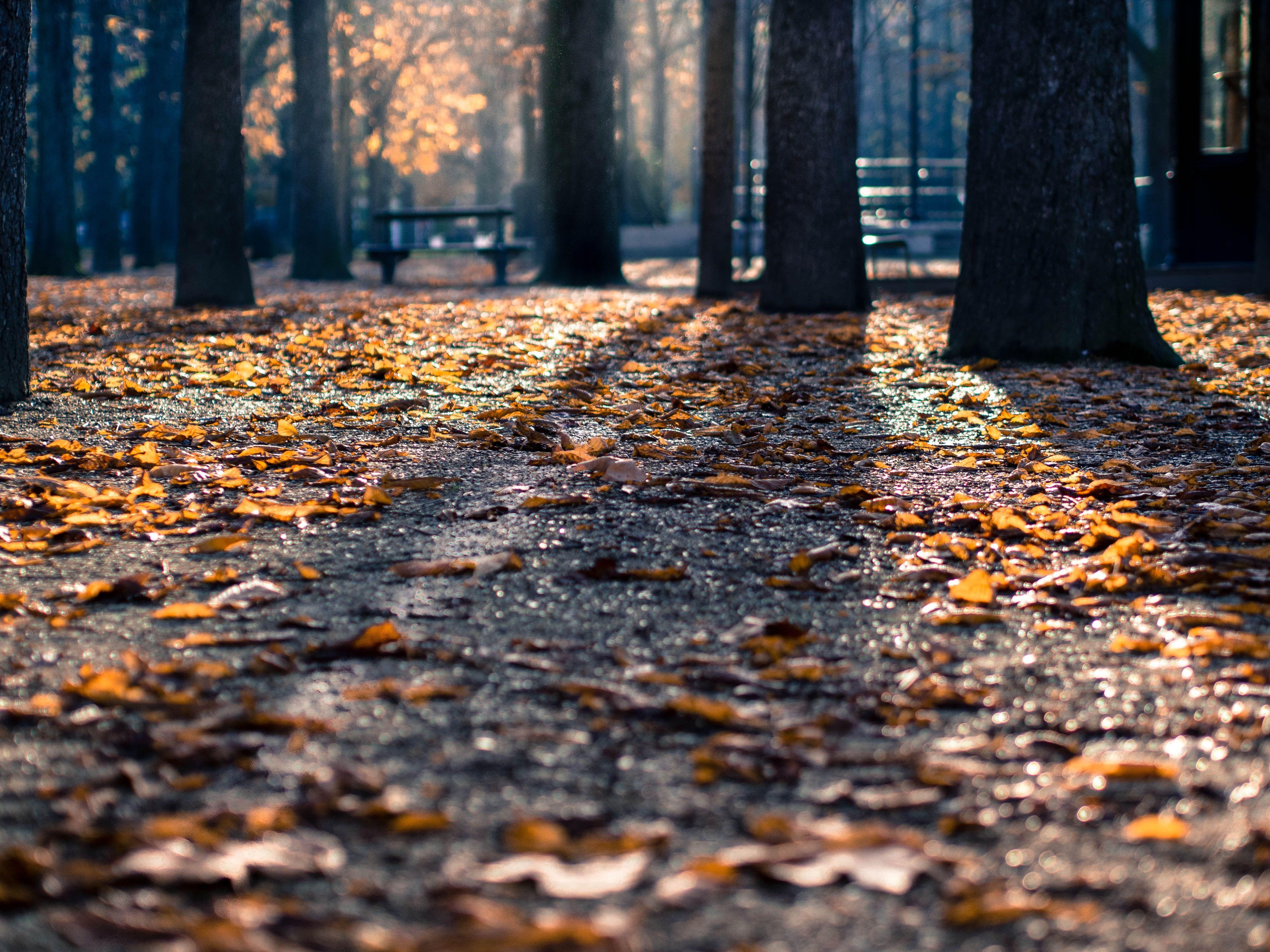 4608x3456 4608x3456 #bench, #forest dirt, #sunray, #autumn