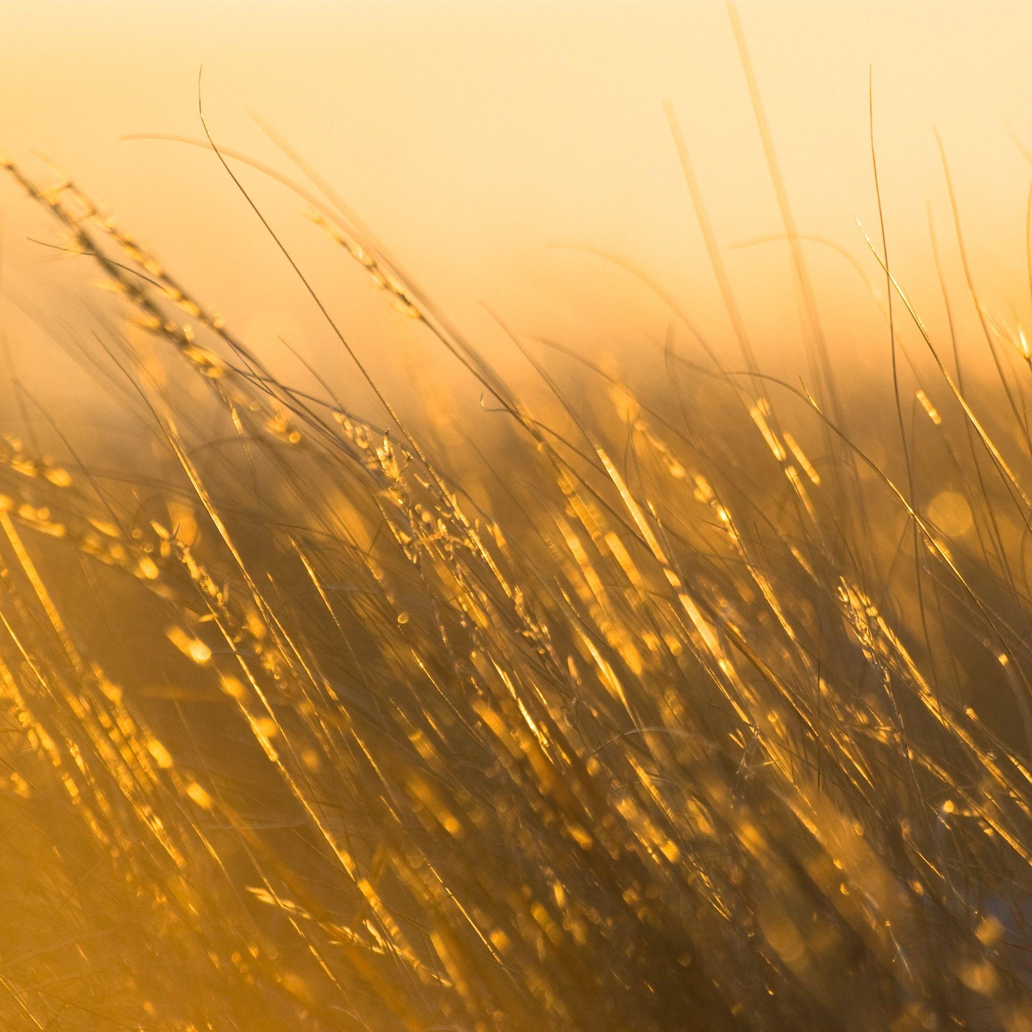 2048x2048 Sunray Wallpaper. Sunray Wallpaper