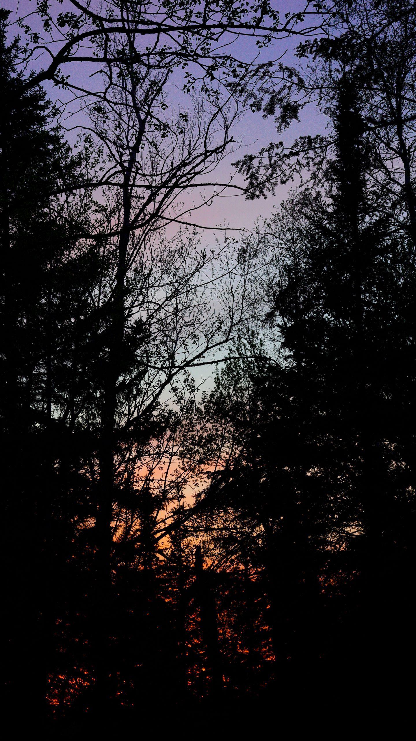 1440x2560 Download wallpaper 1440x2560 trees, branches, sunset, dark, forest