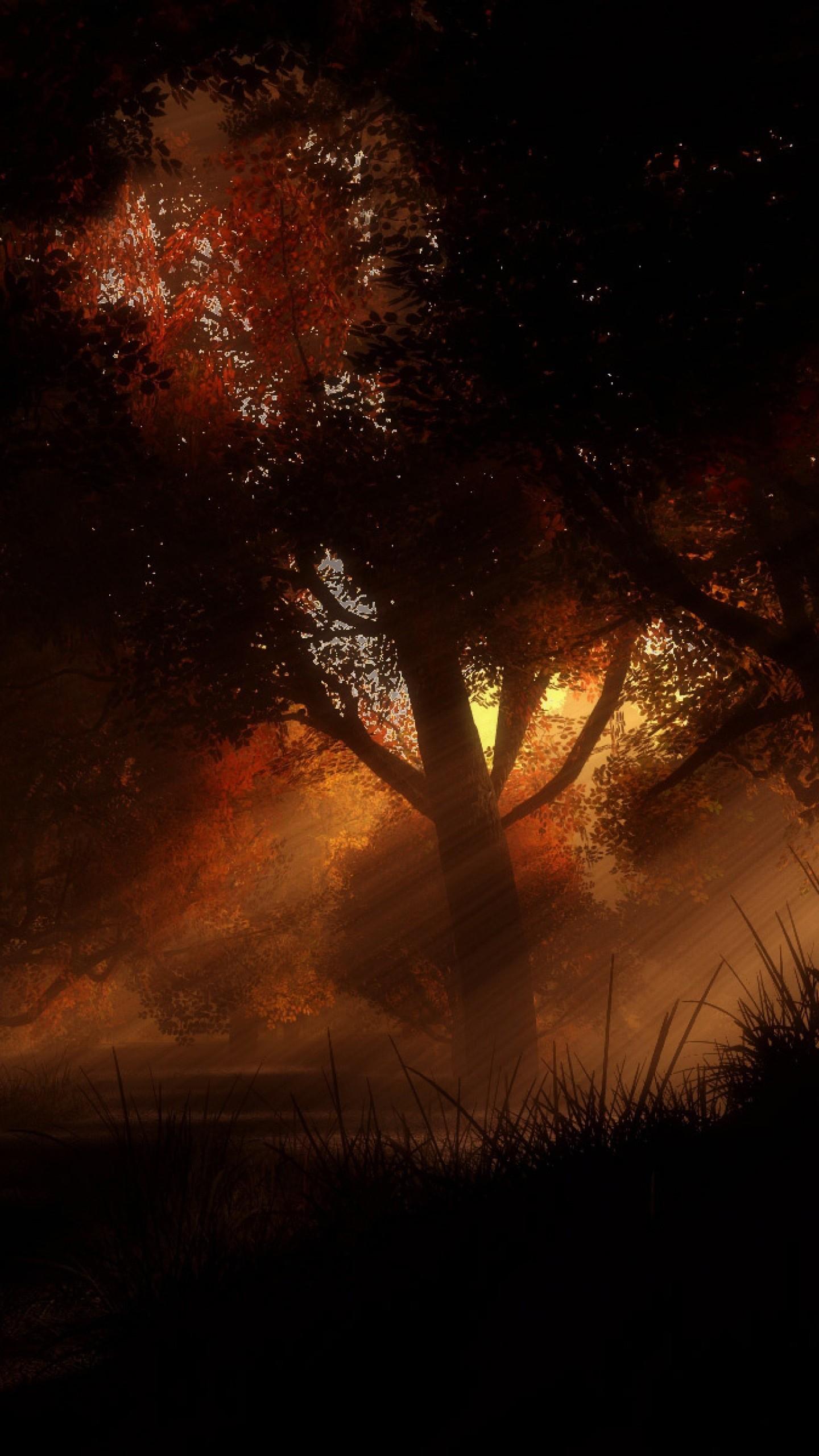 1440x2560 Sunshine, Big Black Forest HD Wallpaper For iPhone and Android Devices