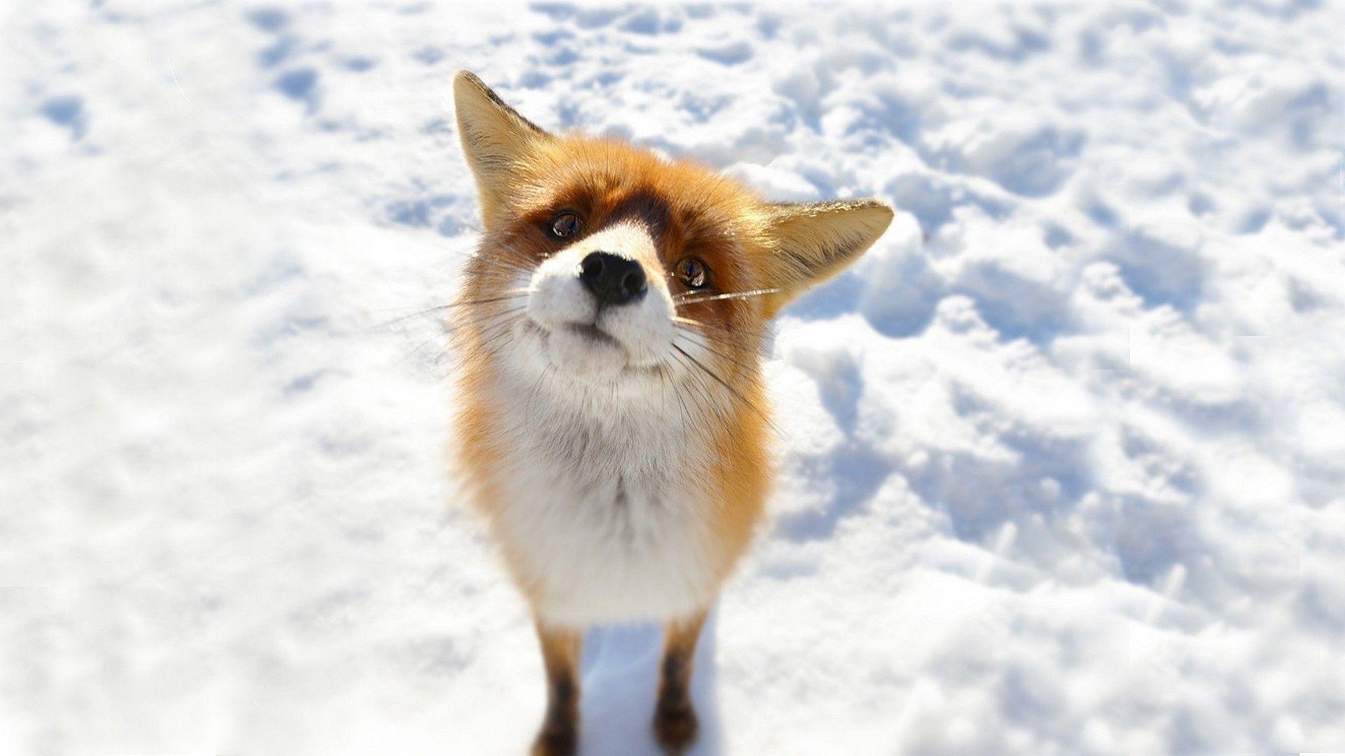 1920x1080 Cute Fox Wallpaper