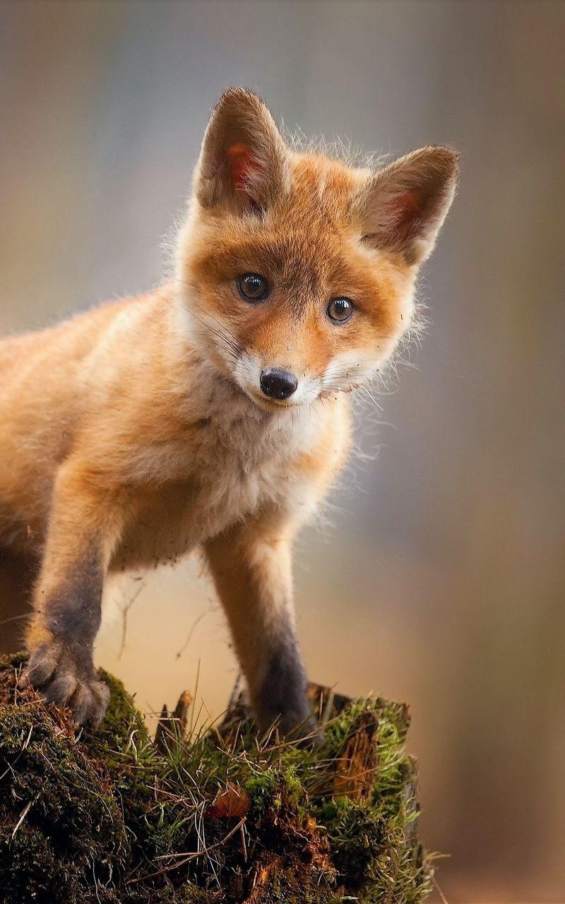 800x1280 Fox Cub Baby Animal Cute HD Nexus Samsung Galaxy Tab 10