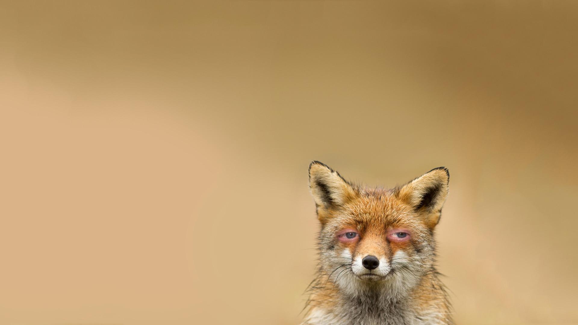 1920x1080 Tibetan Fox Wallpaper. Cute Fox