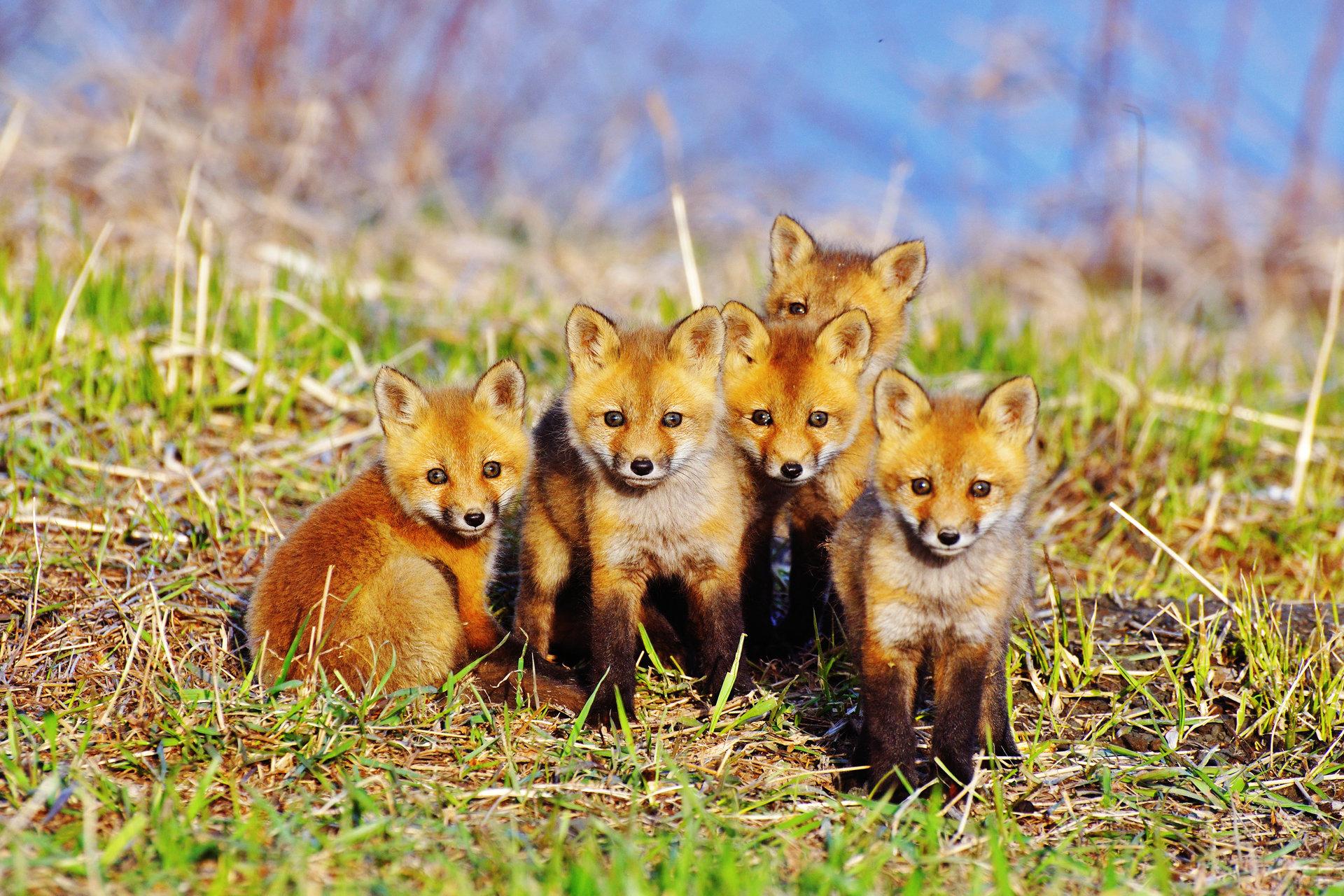 1920x1280 Red Fox wallpaper HD for desktop background