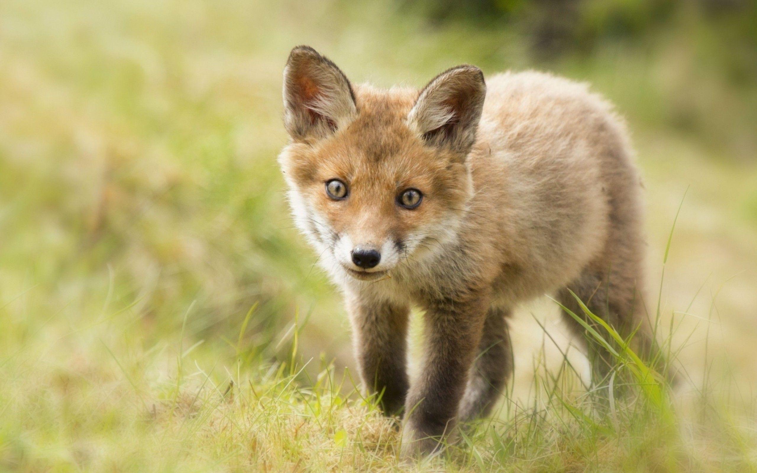 2560x1600 Cute baby fox HD Wallpaper 13 Retina Macbook Pro Wallpaper