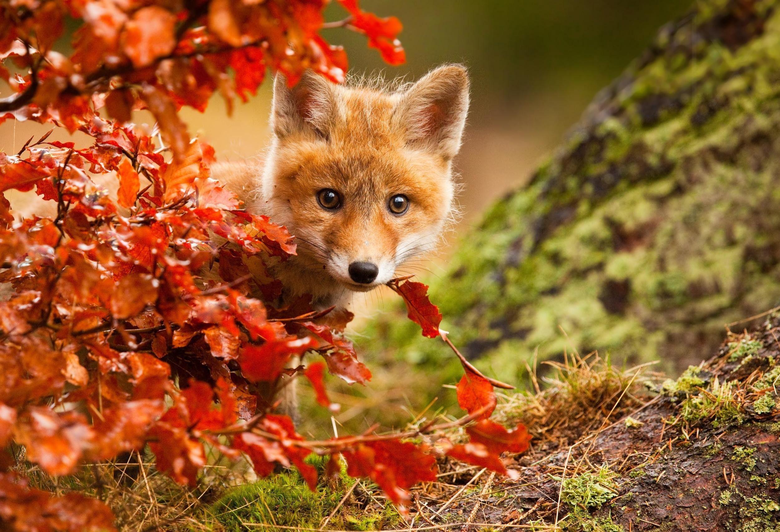 2500x1706 Cute Baby Fox, Download Wallpaper