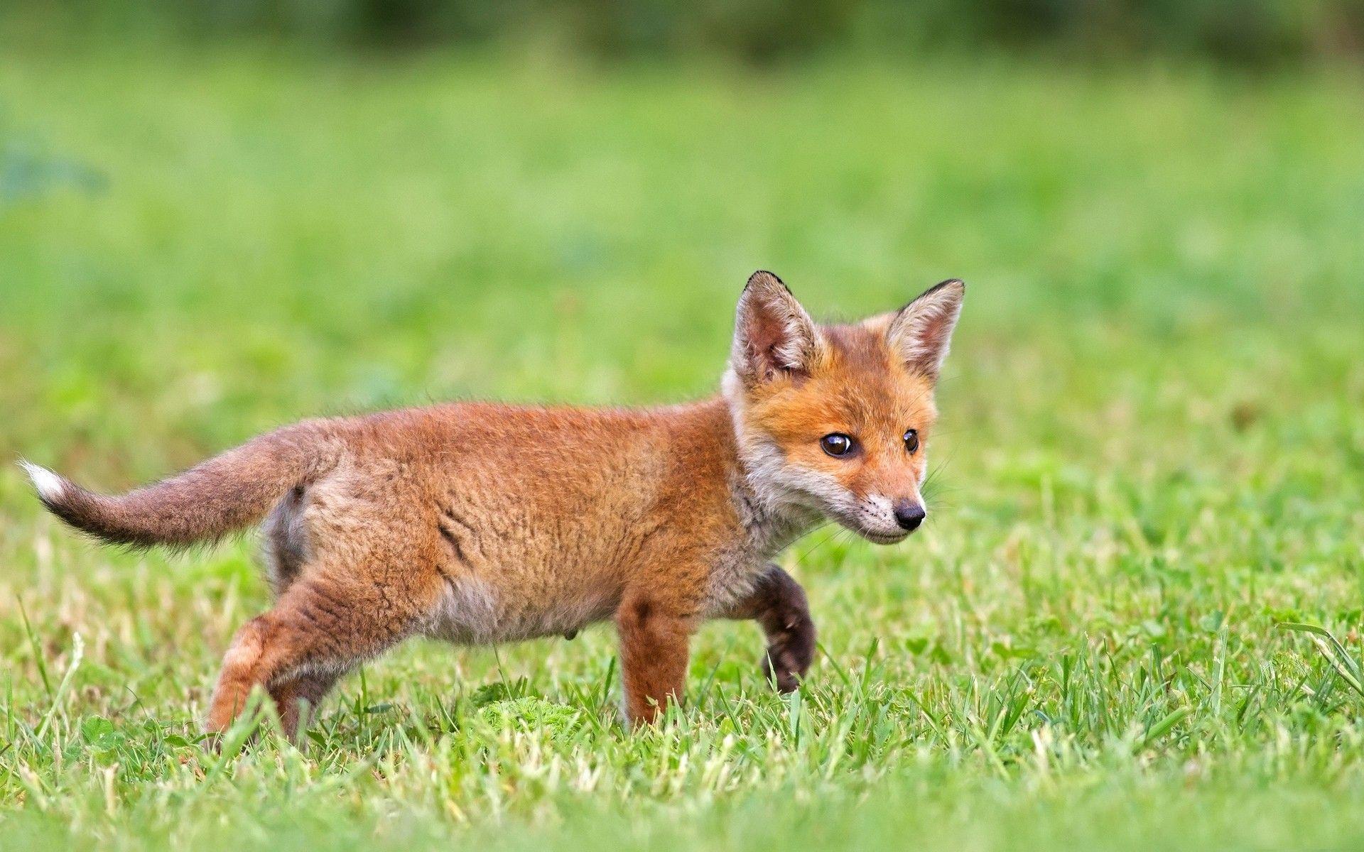 1920x1200 Baby Animals 56 372006 High Definition Wallpaper. wallalay