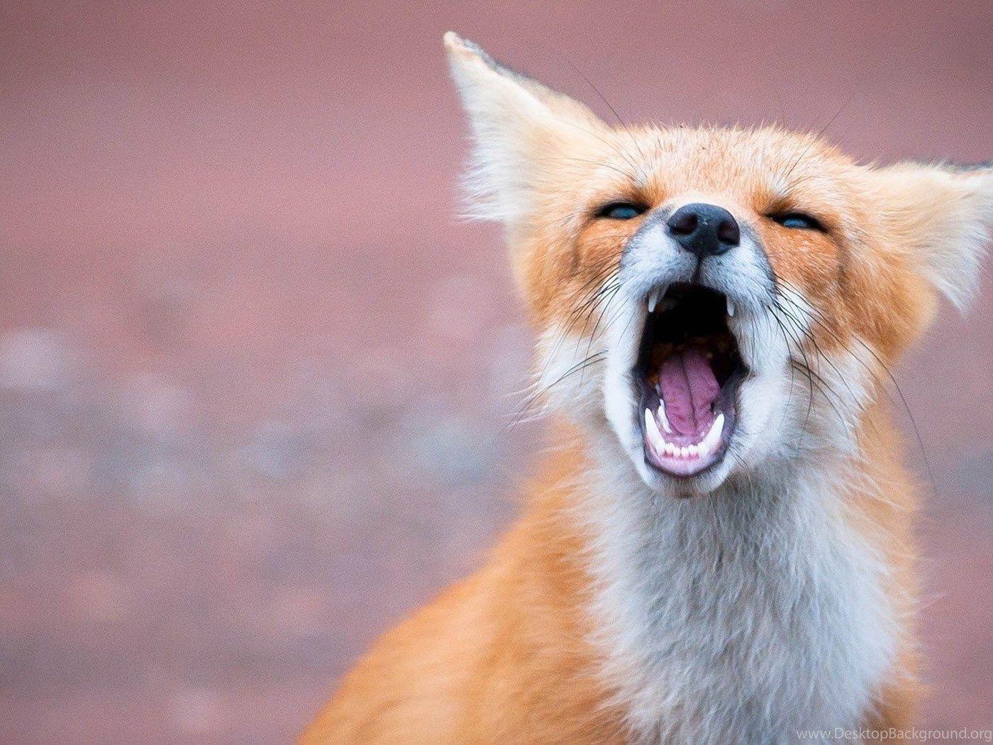 1400x1050 HD Cute Baby Fox Wallpaper HD 1080p Full Size HiReWallpaper 5043
