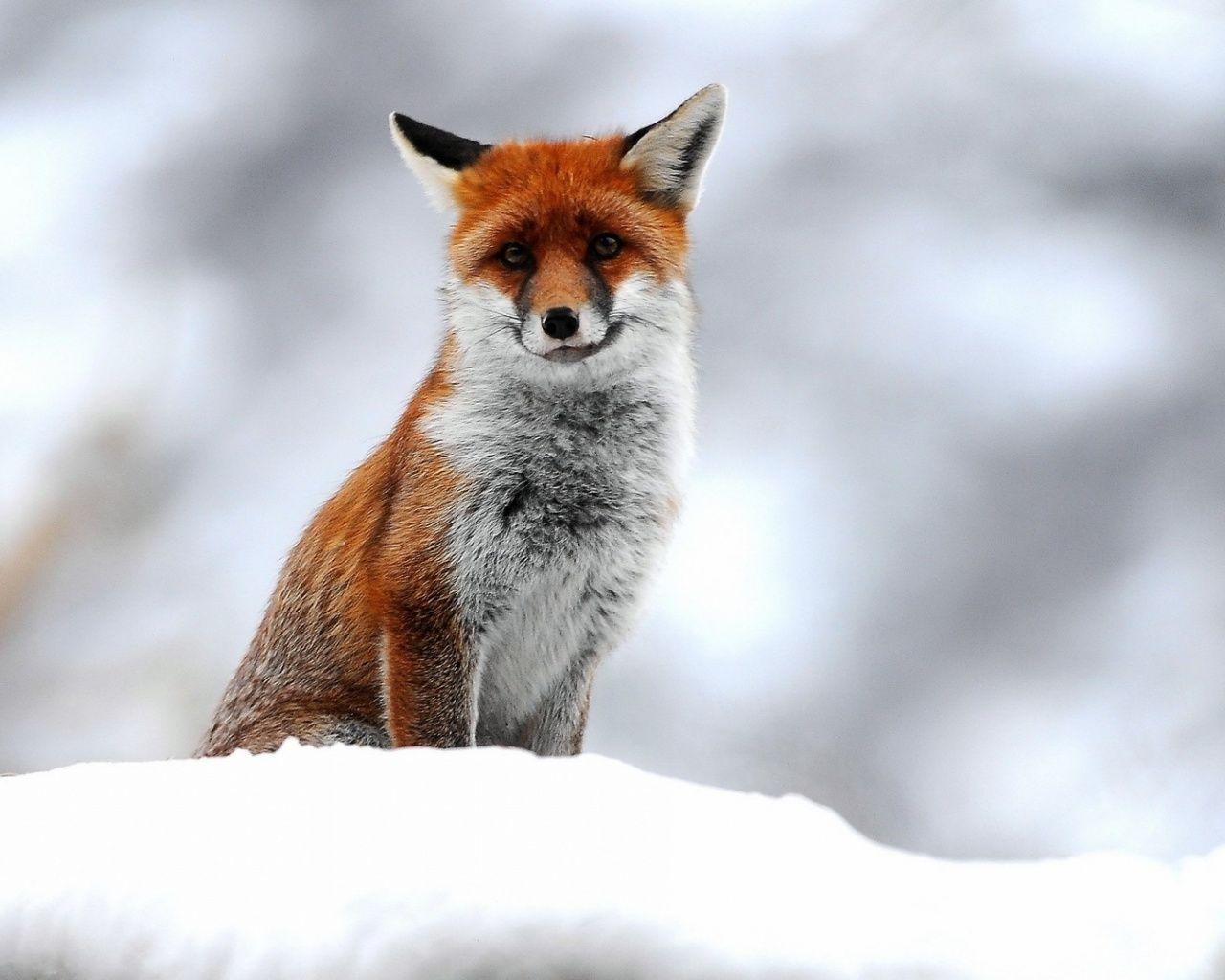 1280x1024 Cute Small Fox desktop PC and Mac wallpaper