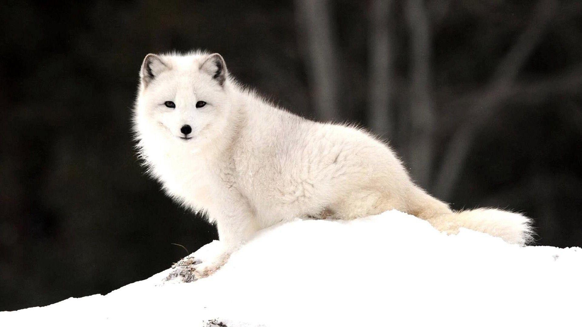 1920x1080 Arctic Fox Wallpaper