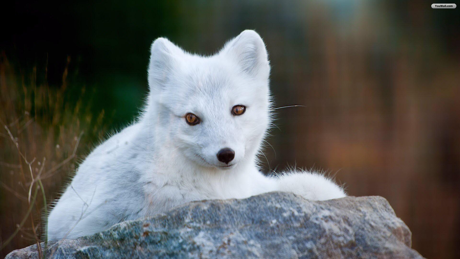 1920x1080 youwall cute foxes wallpaper wallpaperwallpaperfree 337