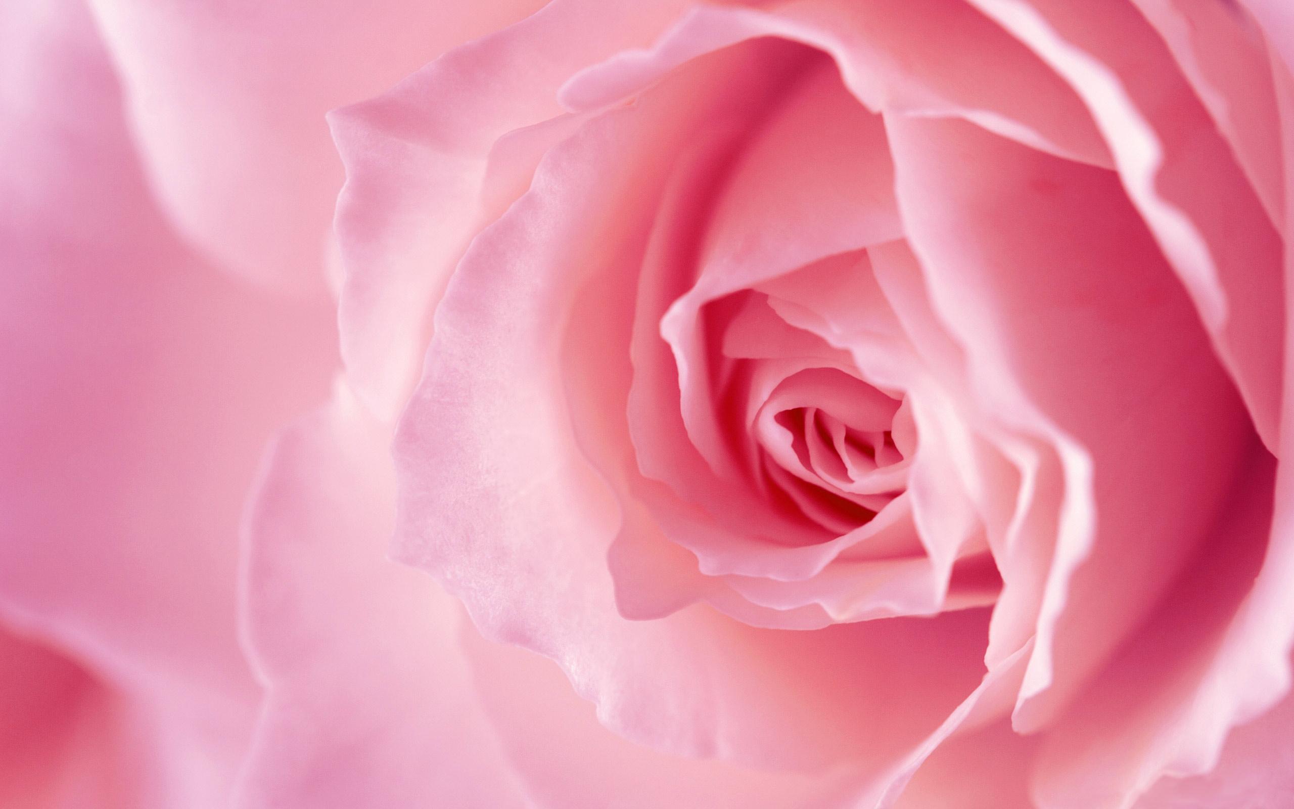 2560x1600 Free Light Pink Rose Flower computer desktop wallpaper