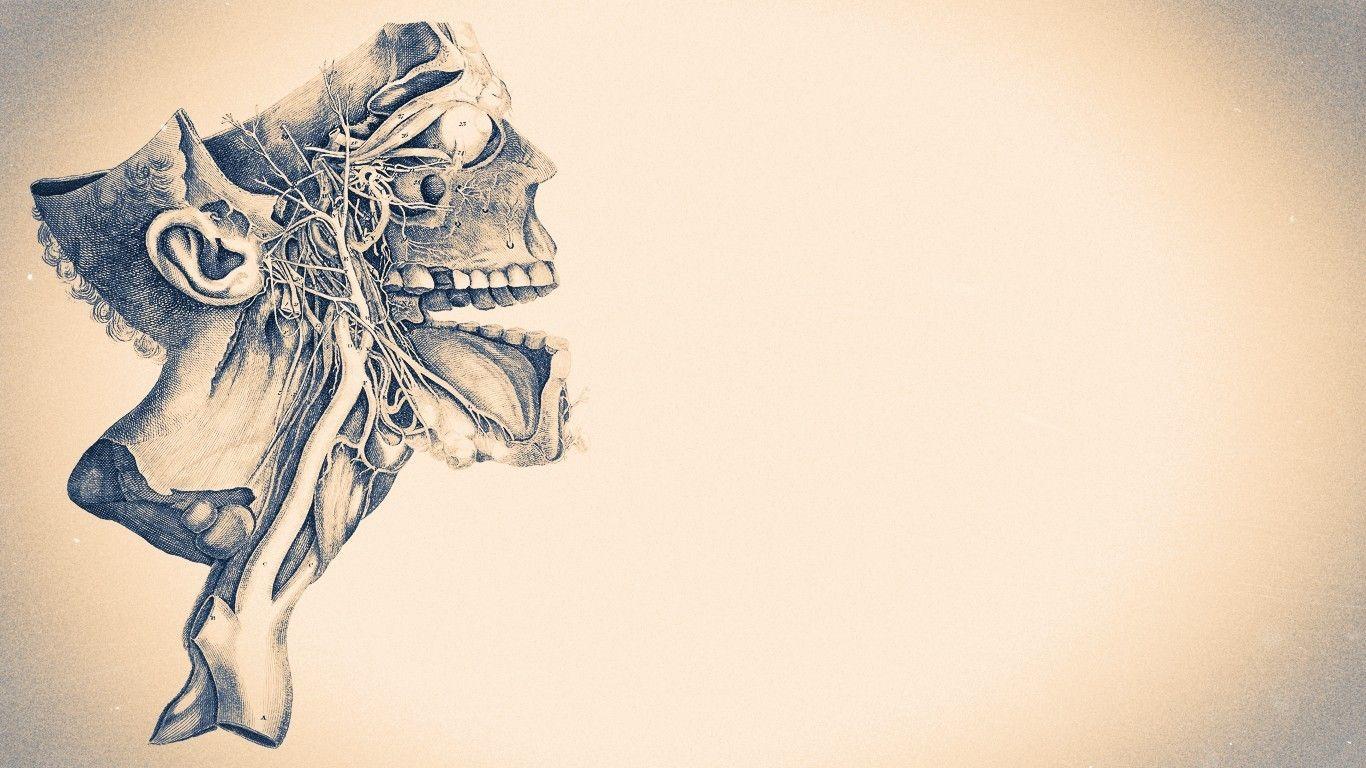 1366x768 # y học, #skull, # tác phẩm, # chủ nghĩa thống nhất Hình nền HD