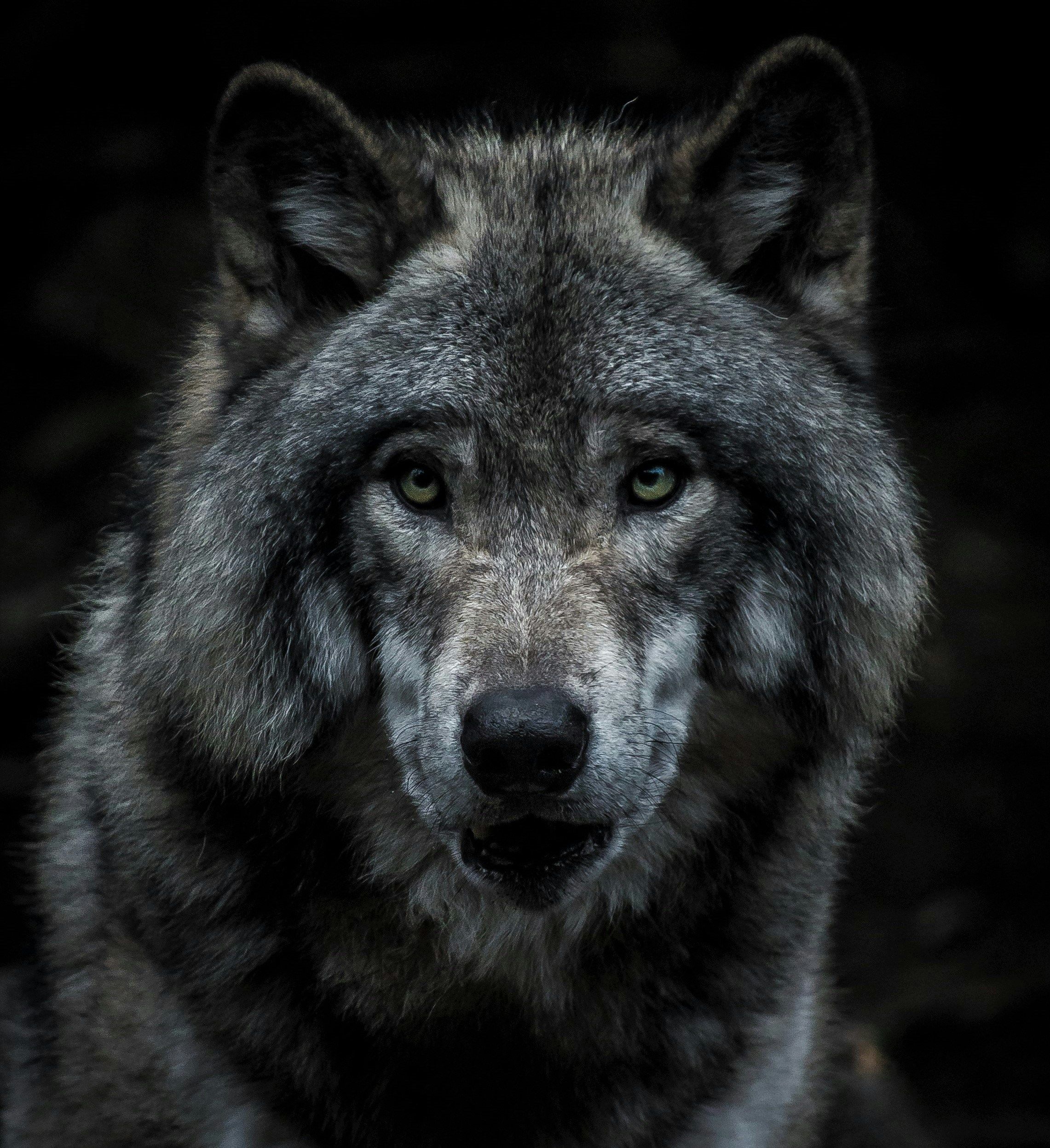 2282x2493 The Enigmatic Sigma Alpha Wolf