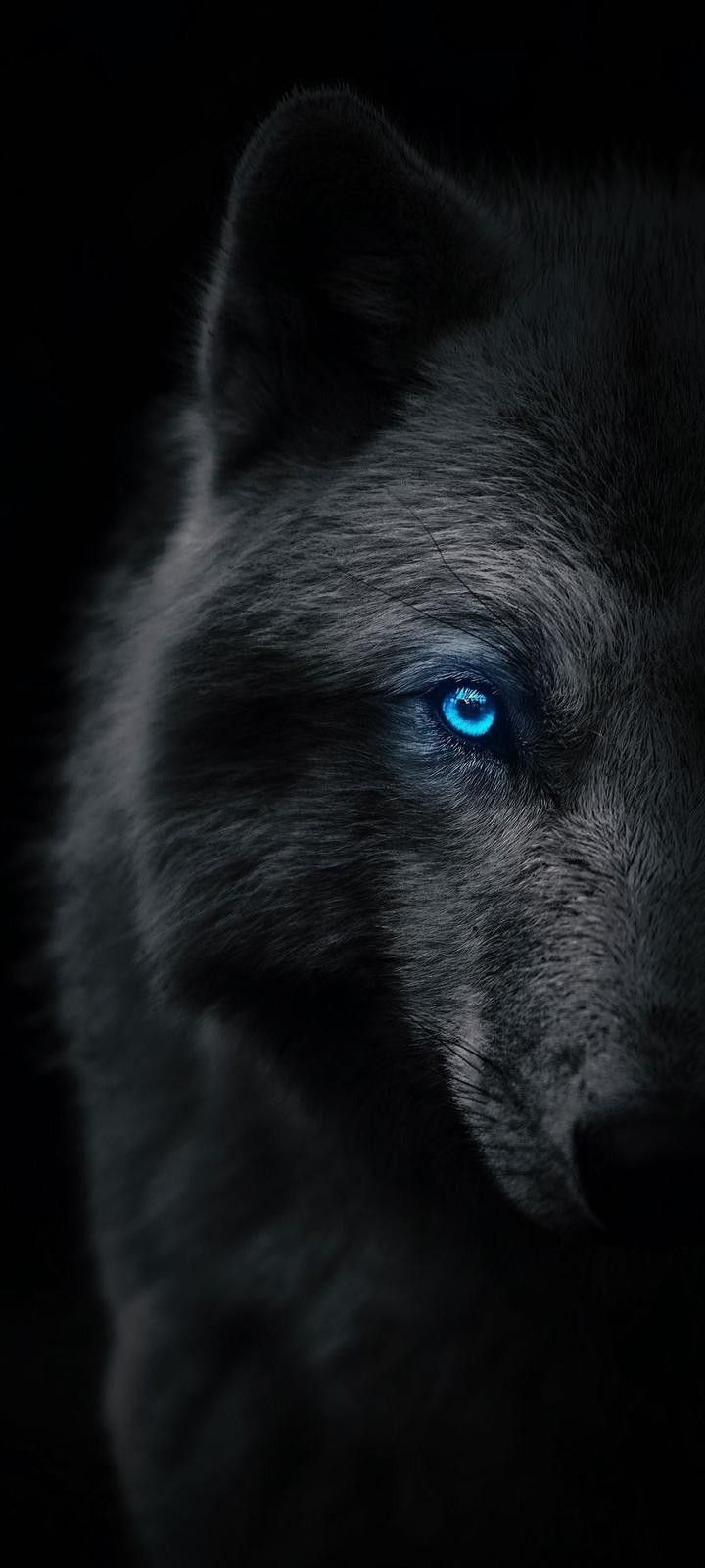 720x1600 Majestic Black Wolf with Purple Eyes. Wolf wallpaper dark, Sigma wolf wallpaper, Blue wolf on black background