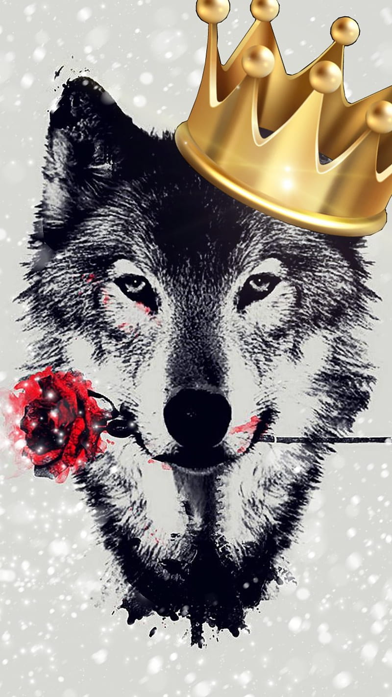 800x1422 Alpha wolf, furry, red, wolves, HD phone wallpaper