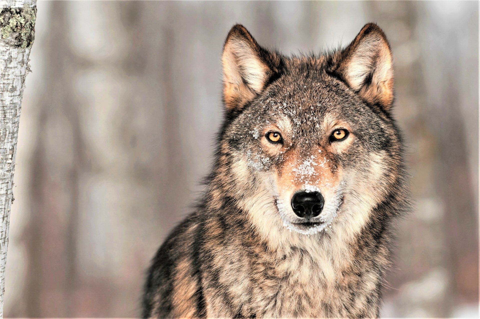 1920x1275 Wolf's Intense GazeK Ultra HD Animal Stare Wallpaperx2790