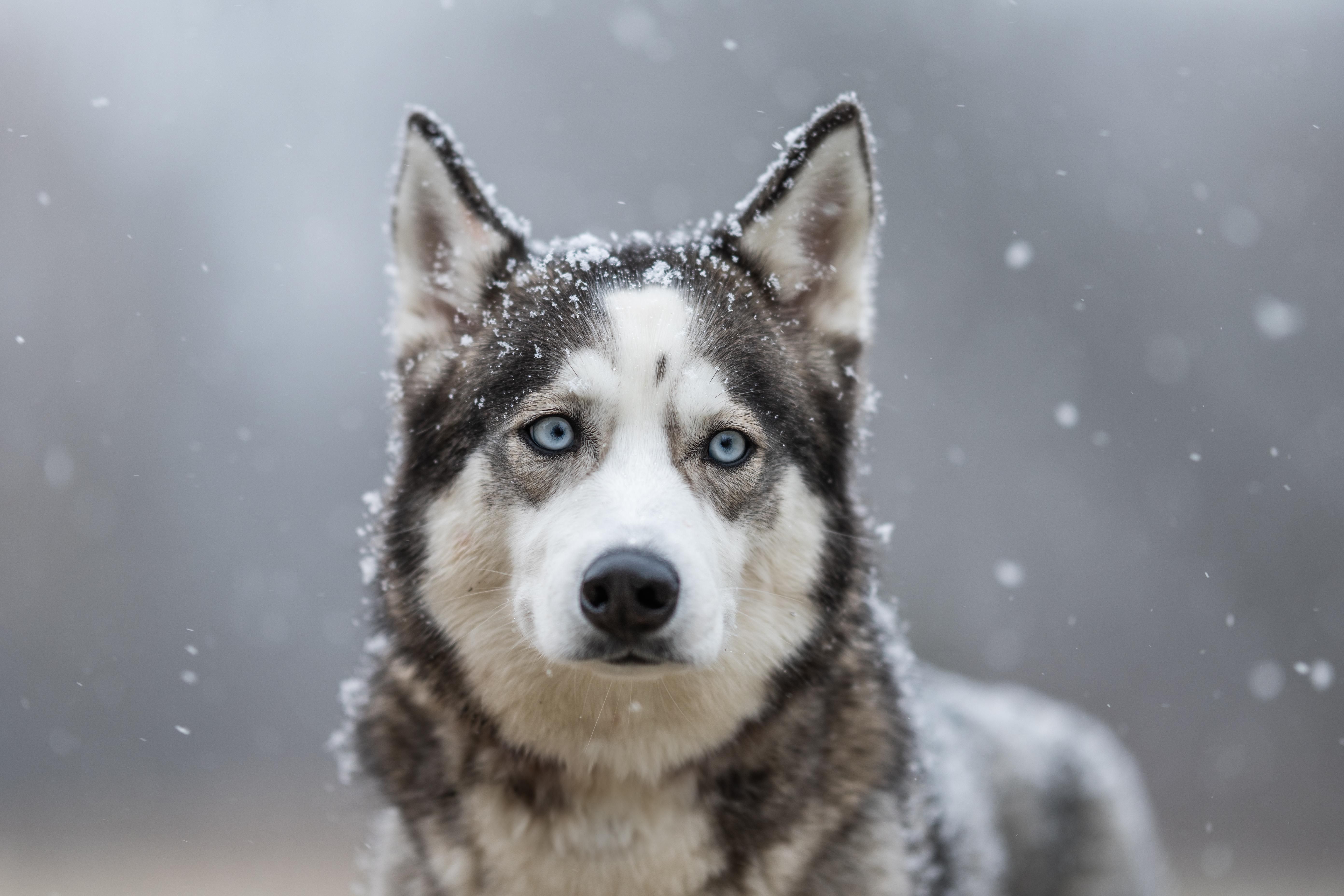 5568x3712 Luna the Husky during light snowfall + Sigma 105mm 1.4 DG