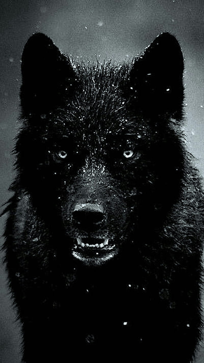 800x1422 HD wolf wallpaper