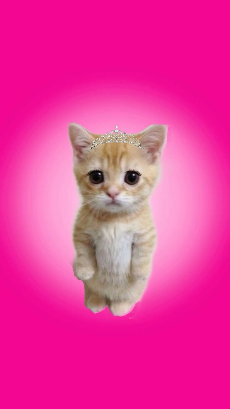 736x1308 princess el gato