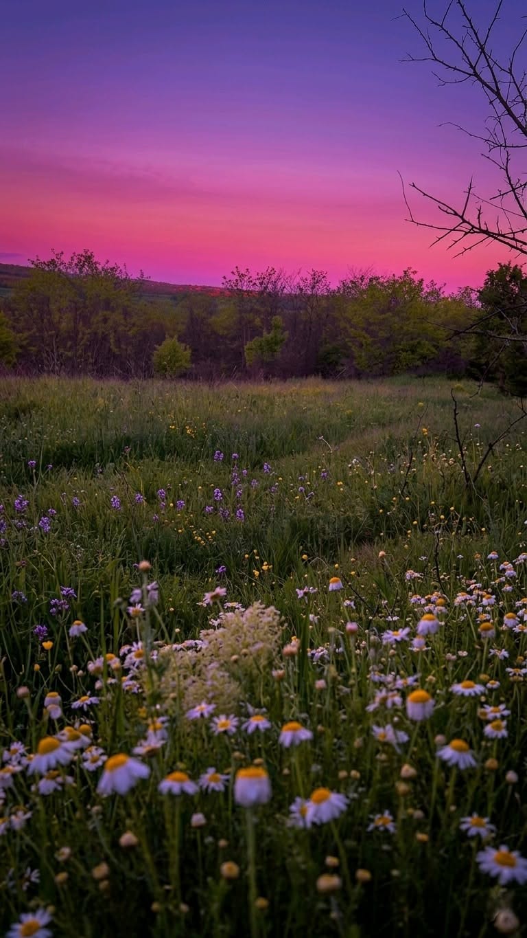 768x1365 Edl Test Point Vivo Y91i Cover The Sun Is Setting Over A Field With Wildflowers And Trees In The Foreground