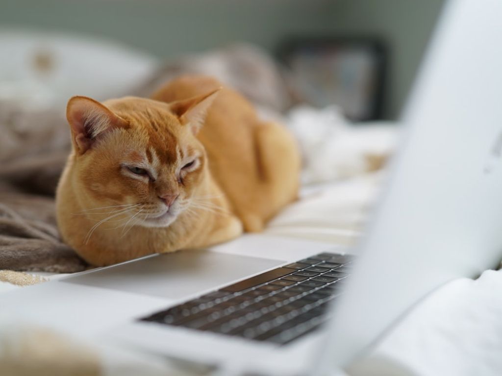 1024x768 Cat GIFs That Represent Every Mood Ever