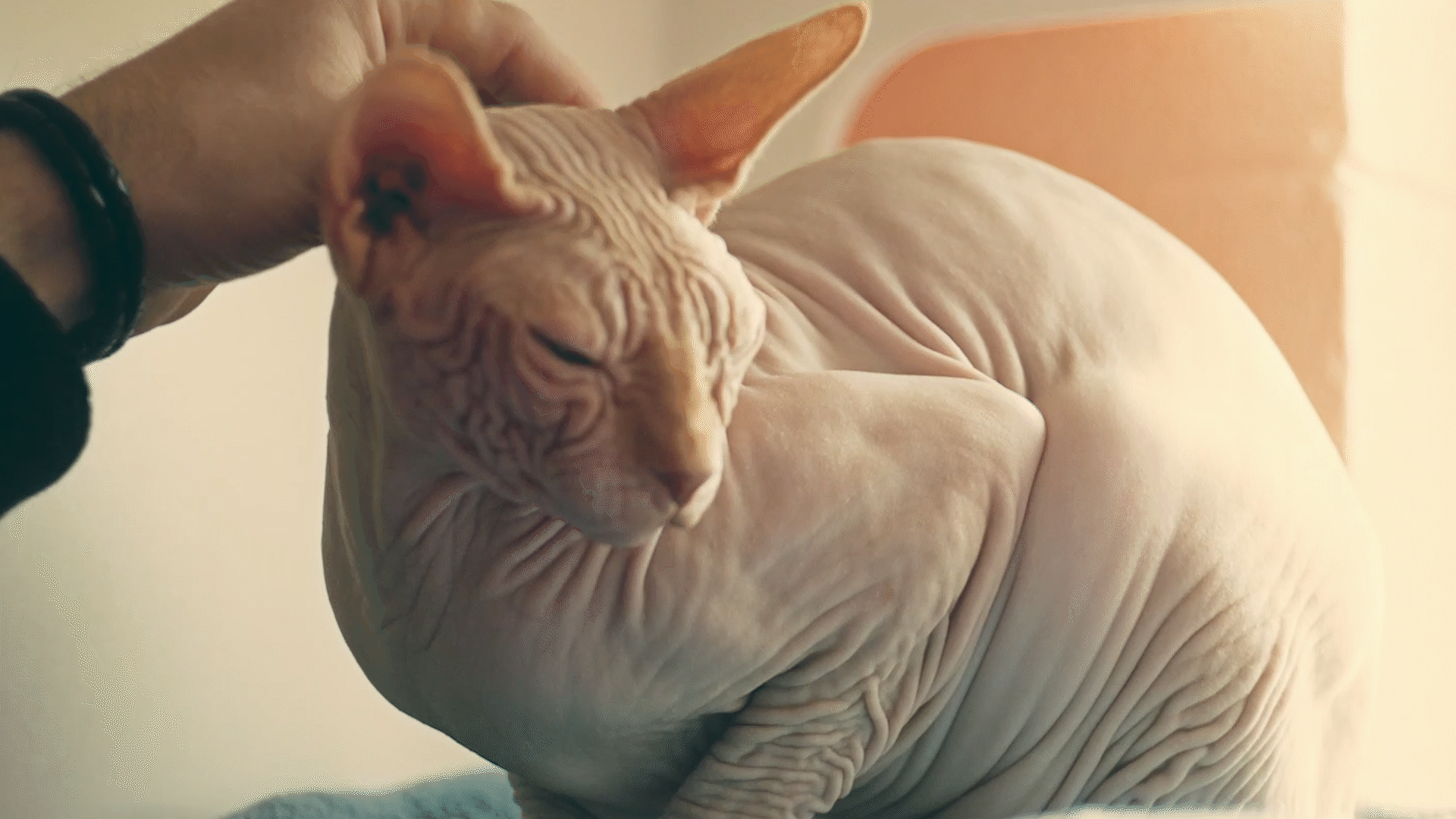 1920x1080 Petting Cat GIFs & Share on GIPHY