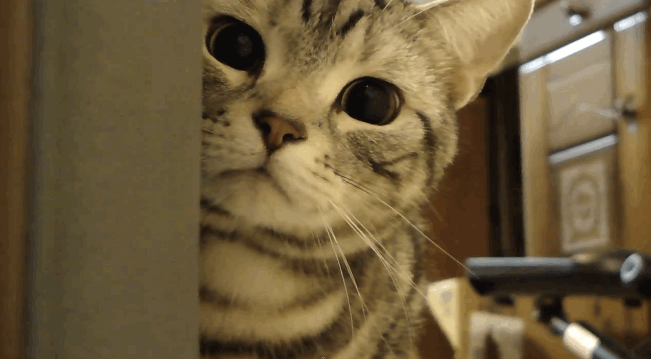 1274x704 Animation with cats