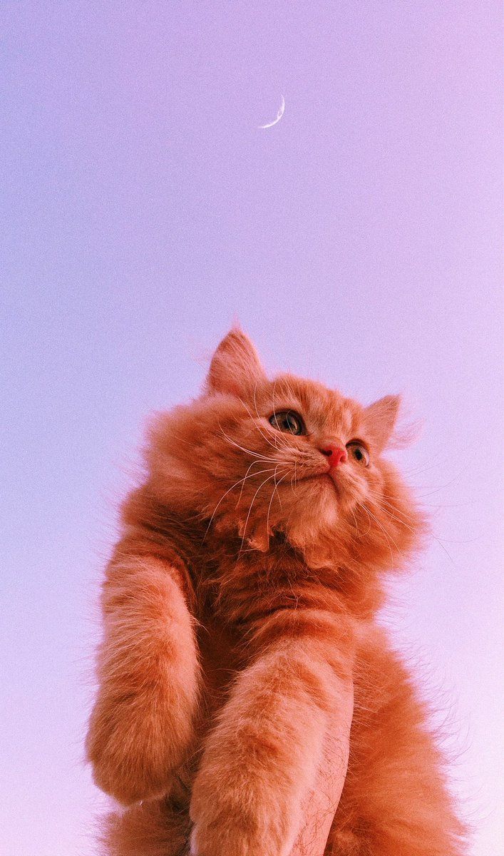 707x1200 Cat Aesthetic Wallpaper for Homescreen & Lockscreen