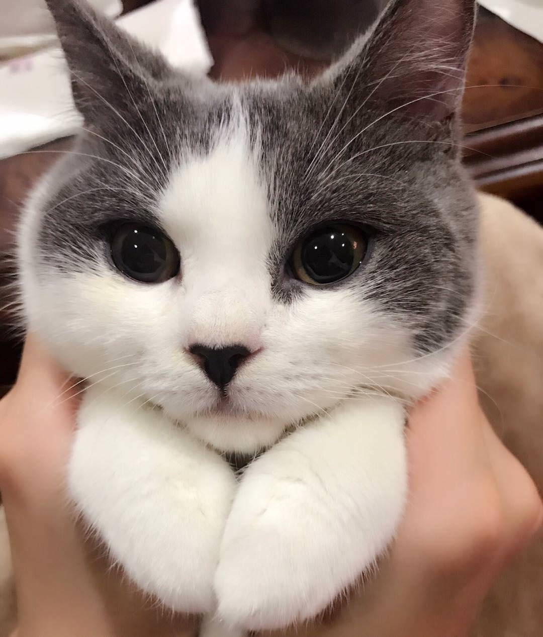 1080x1267 Amazing Creatures: Funny cats 337 (40 pics + 10 gifs)