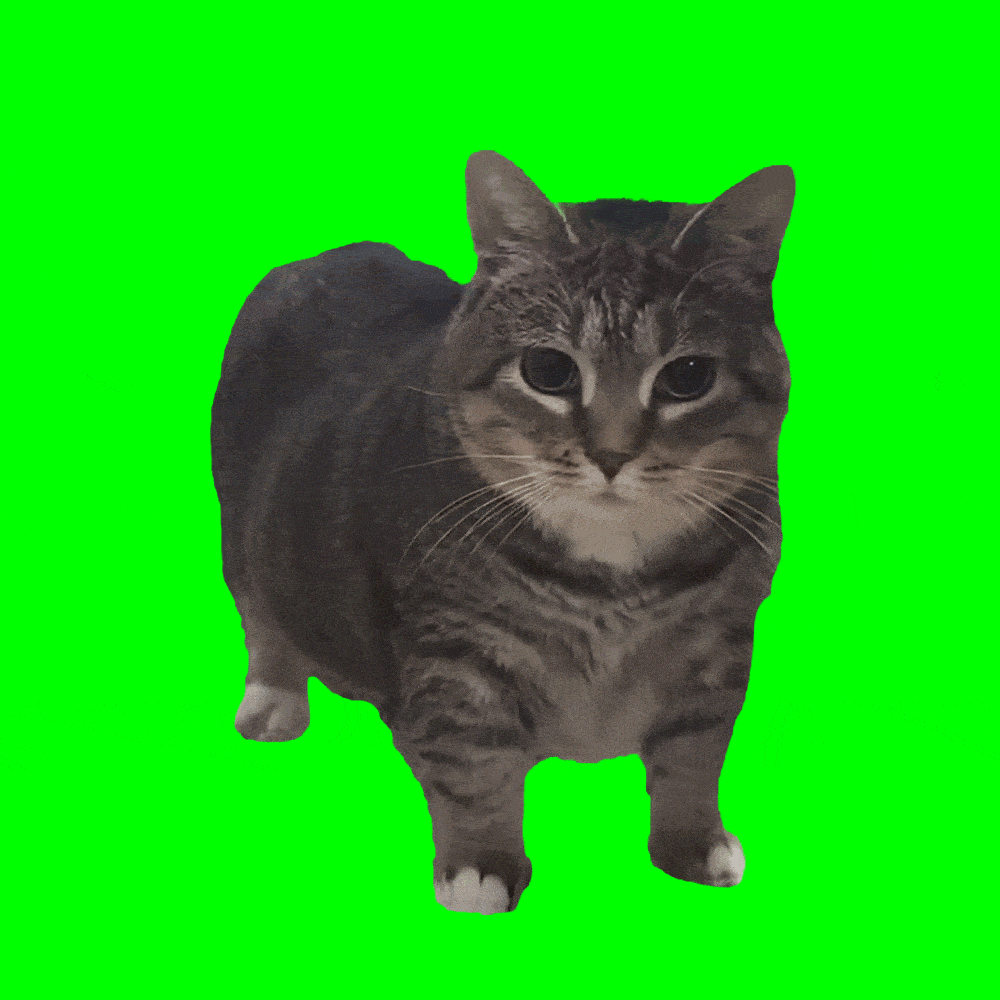 1000x1000 Cat Spinning GIFs & Share on GIPHY