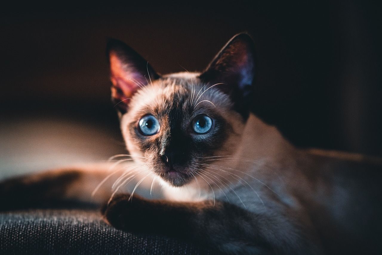 1280x853 Free Cat Wallpaper & Cat Image