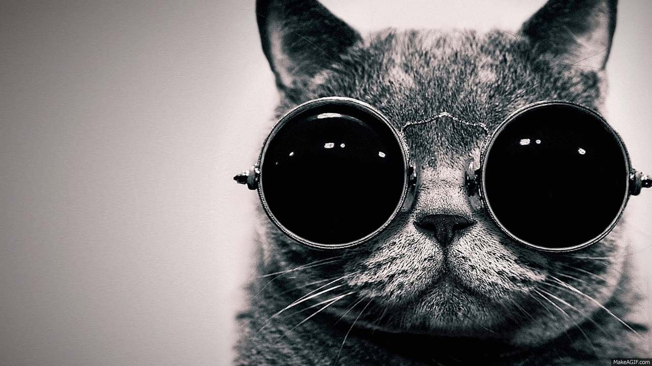1280x720 Anon Cat on Make a GIF